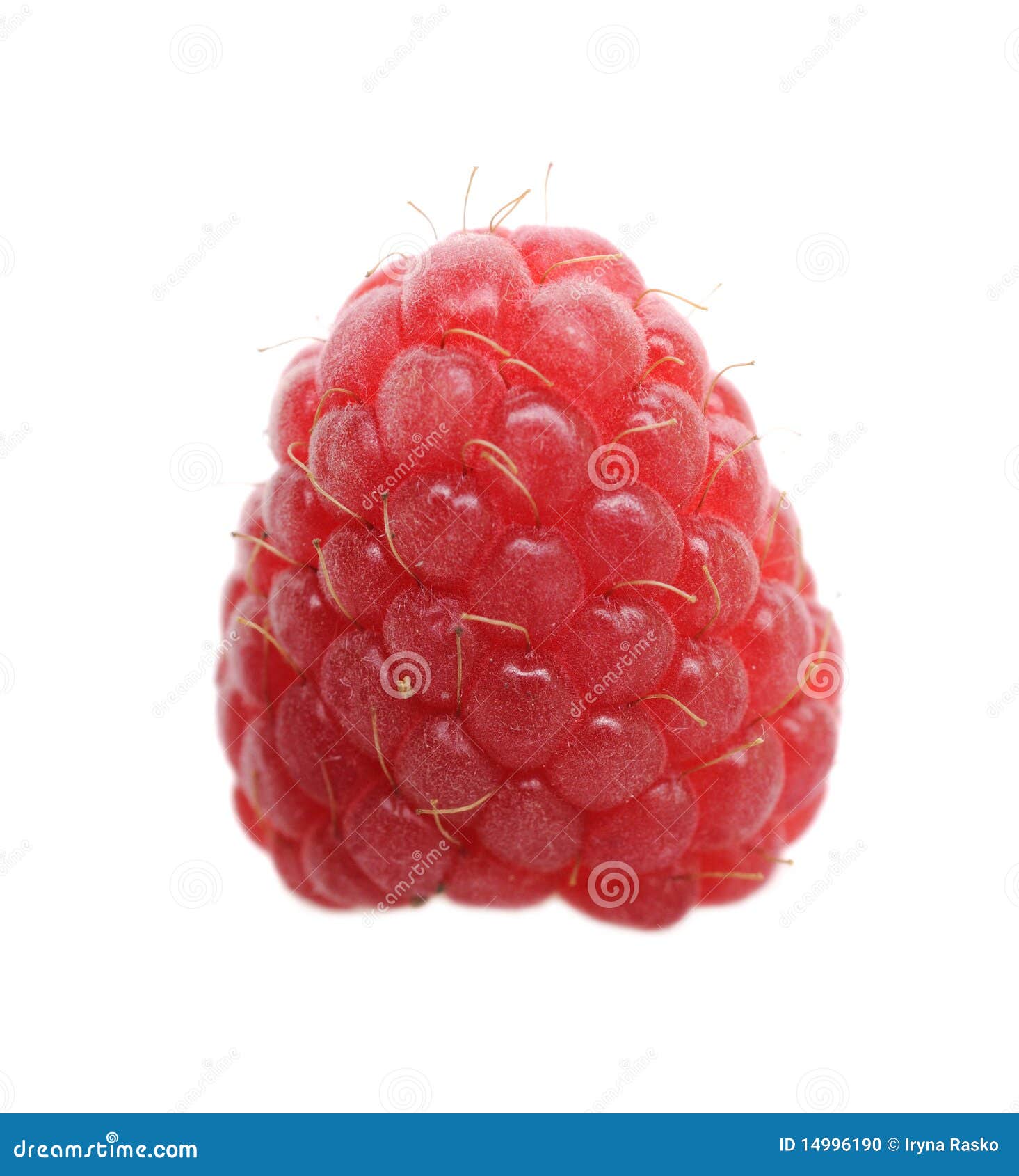 Une framboise fraîche photo stock. Image du fruit, instruction 14996190