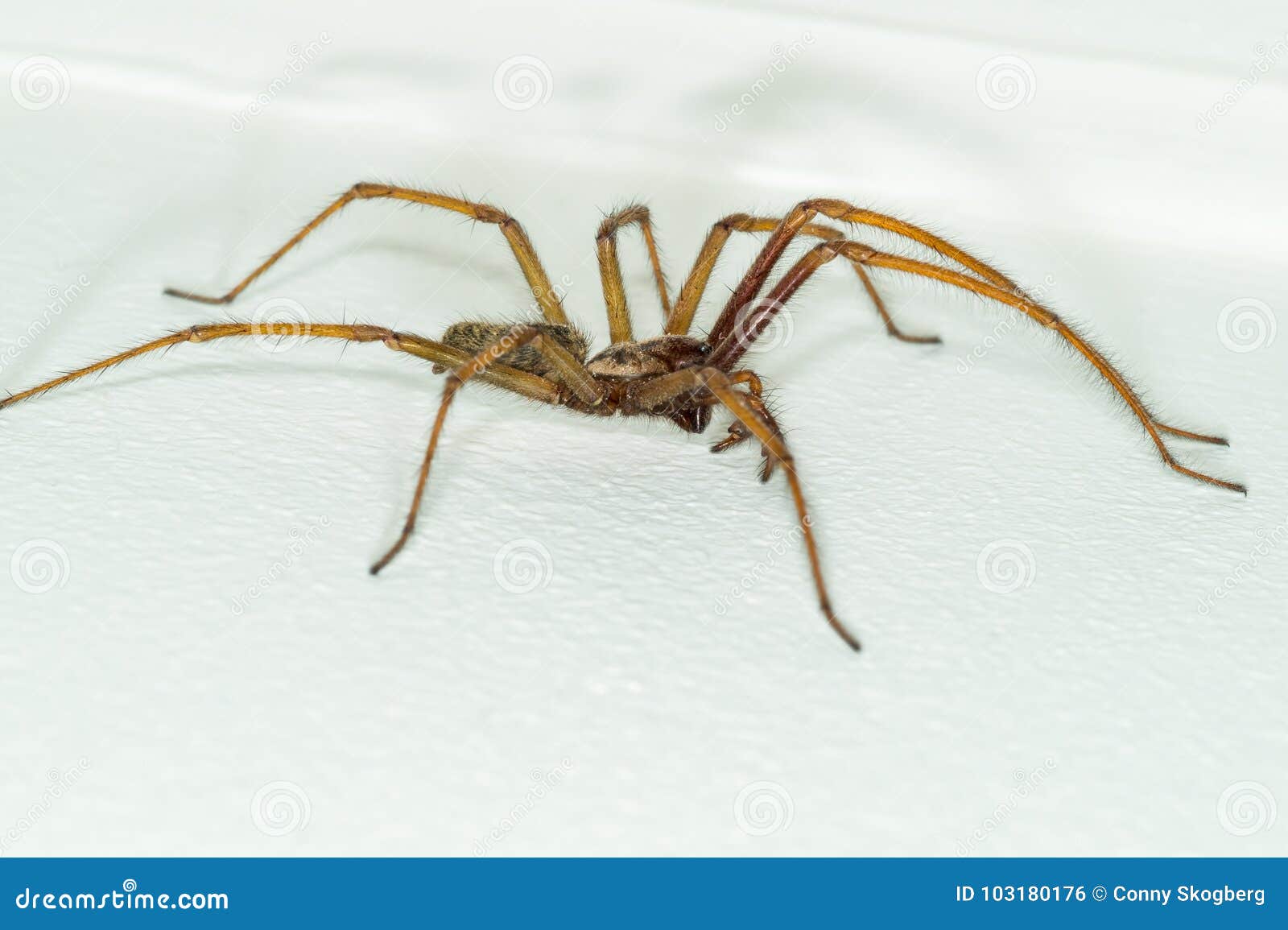 Araignée géante sur un mur