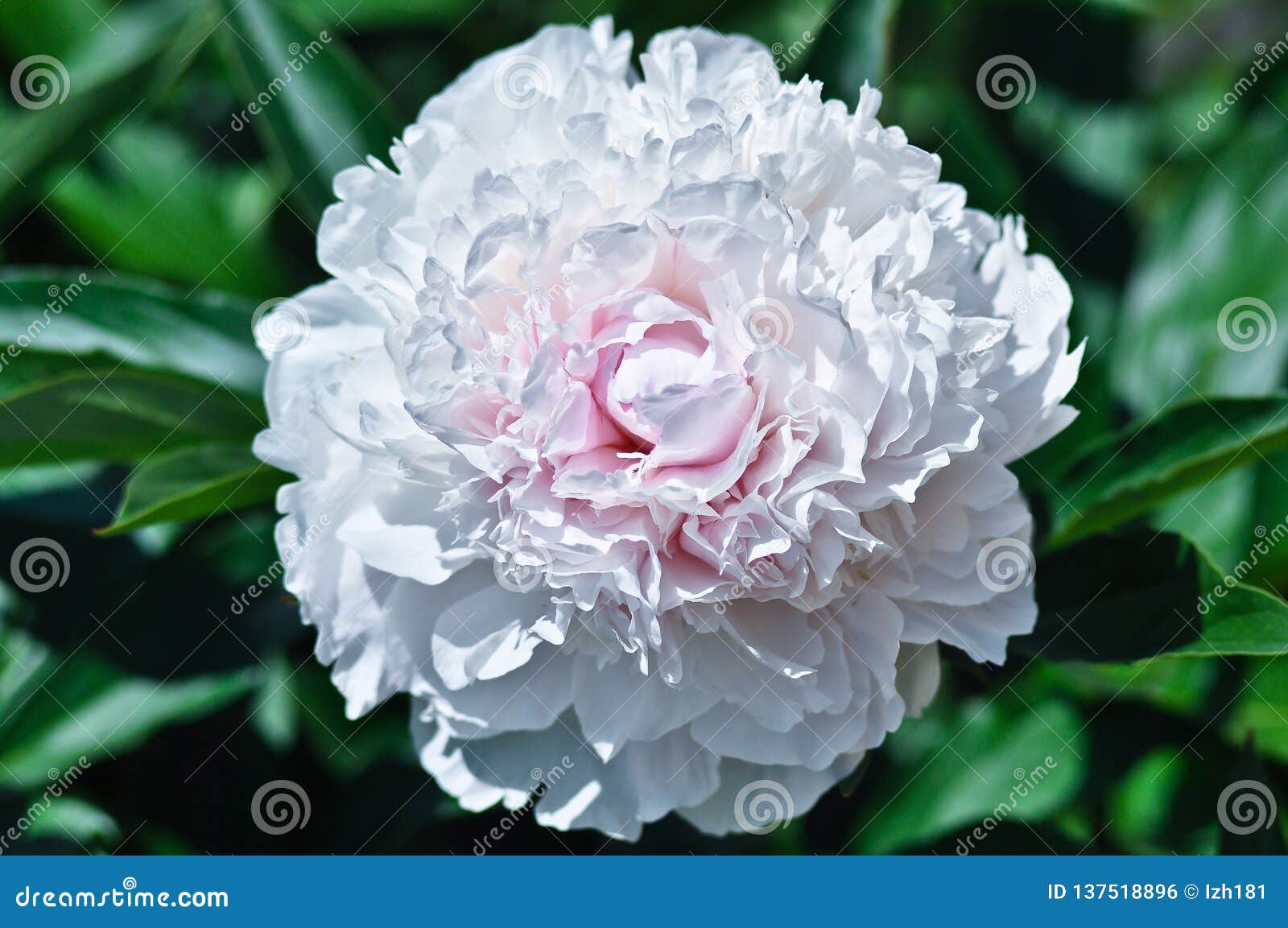 Une Grande Fleur Blanche De Pivoine En Plan Rapproché Photo stock - Image  du couleur, grand: 137518896
