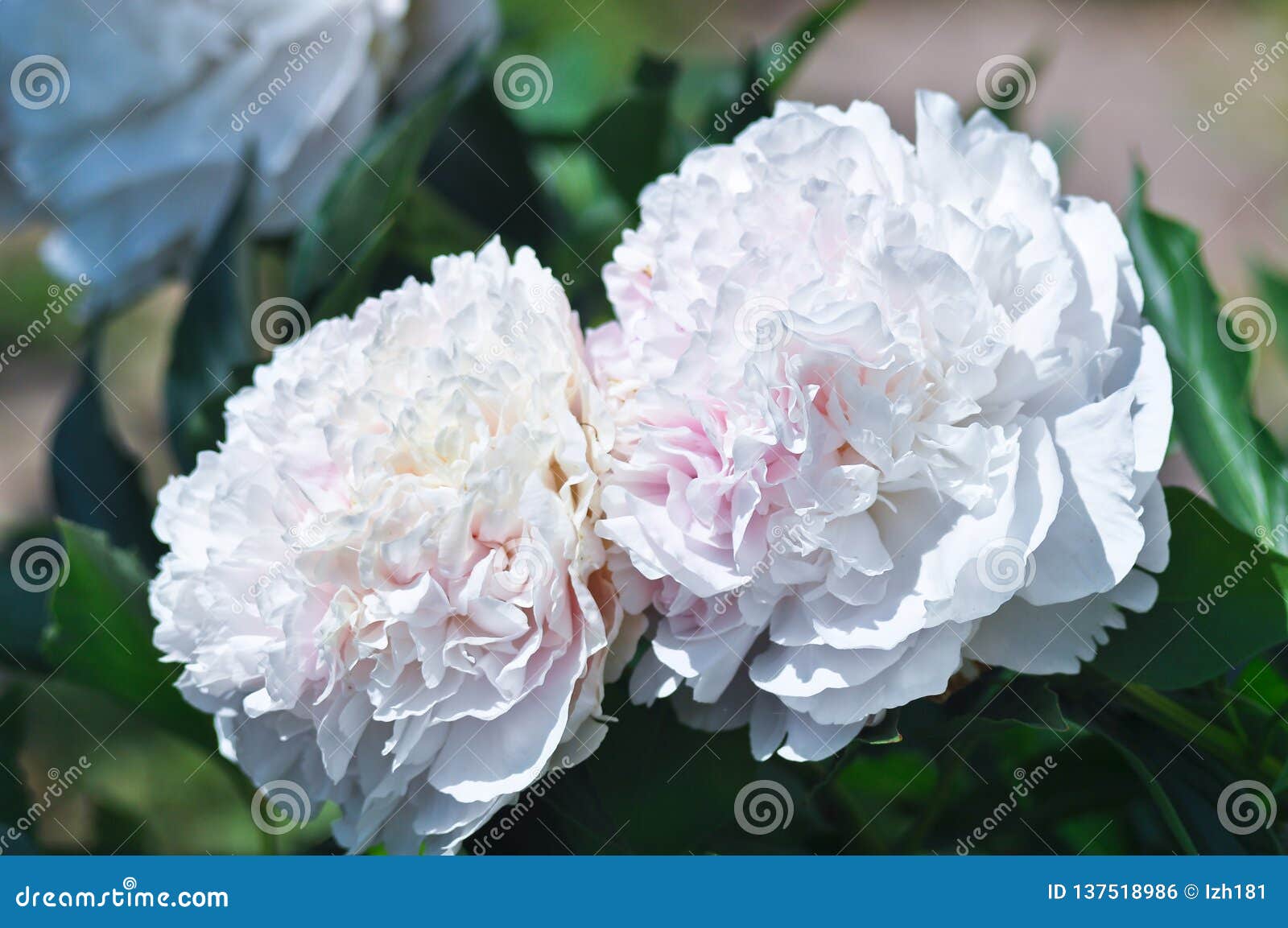 Une Grande Fleur Blanche De Pivoine En Plan Rapproché Photo stock - Image  du animal, pivoine: 137518986