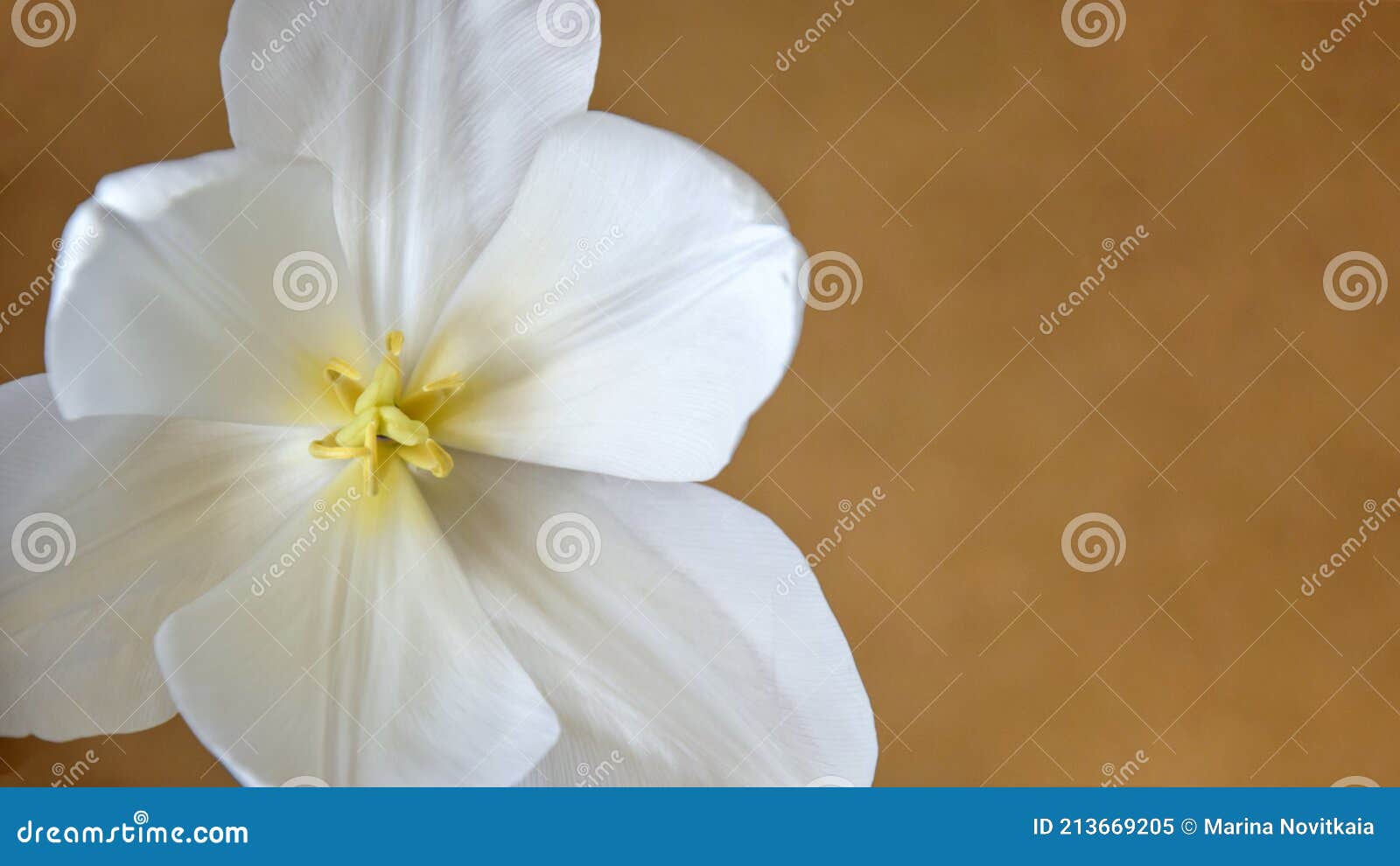 Une Grande Tulipe Blanche a Ouvert Ses Pétales Sur Un Fond Marron Flou. Les  étamines Jaunes Recouvrent Le Pistil. Gros Plan. Image stock - Image du  fermer, espace: 213669205