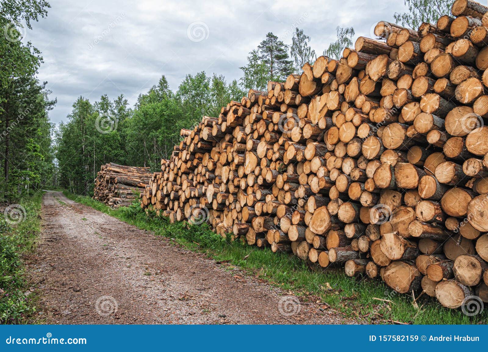 Une Grosse Pile De Bois Dans Une Route Forestière Image stock - Image du  renouvelable, détail: 157582159