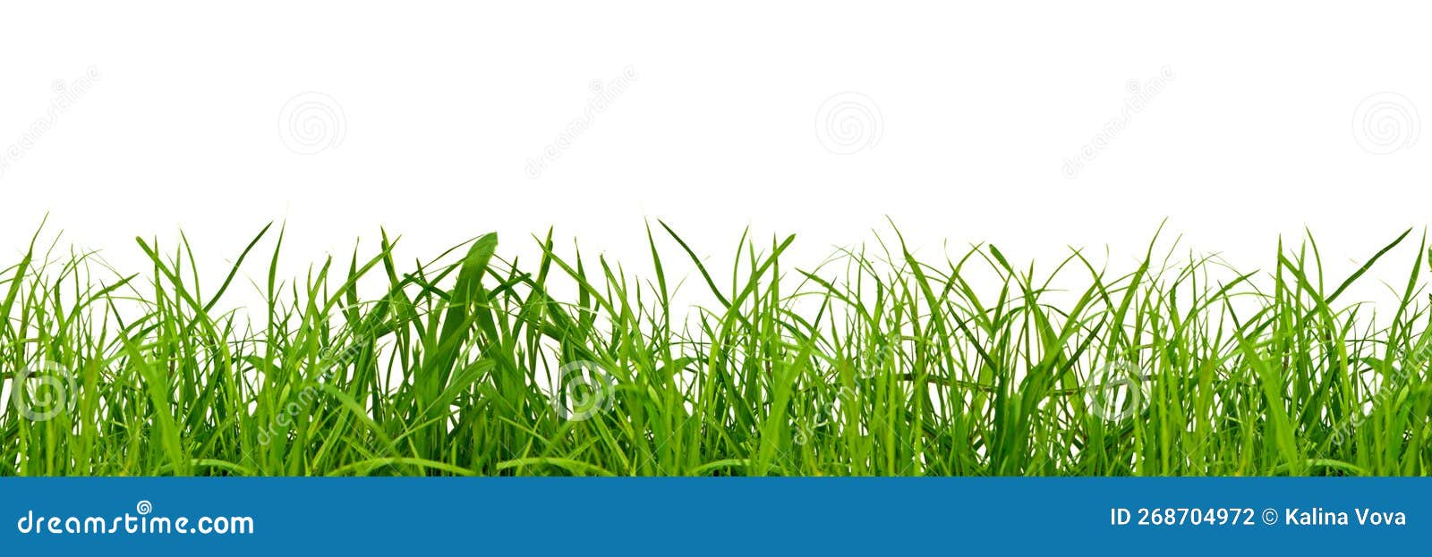 Une Herbe Verte Sur Fond Png Photo stock - Image du fond, jardin: 268704972