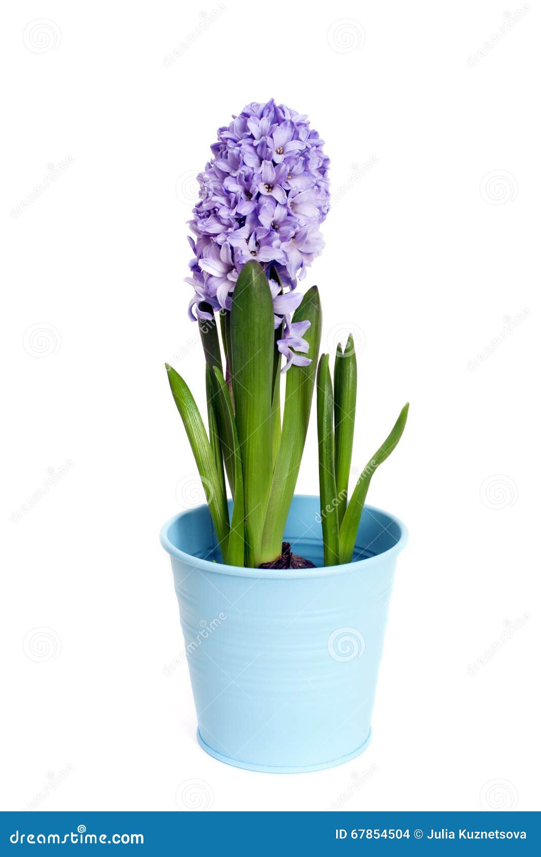Une Jacinthe De Fleur Dans Le Pot Bleu Photo stock - Image du couleur,  ampoule: 67854504