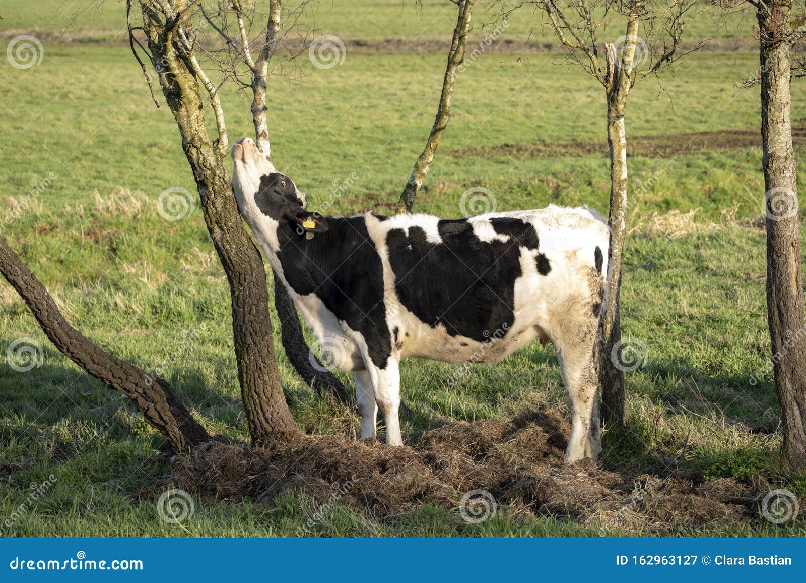 Une Jeune Vache Se Gratte Contre Le Tronc D'arbre à Cause De ...