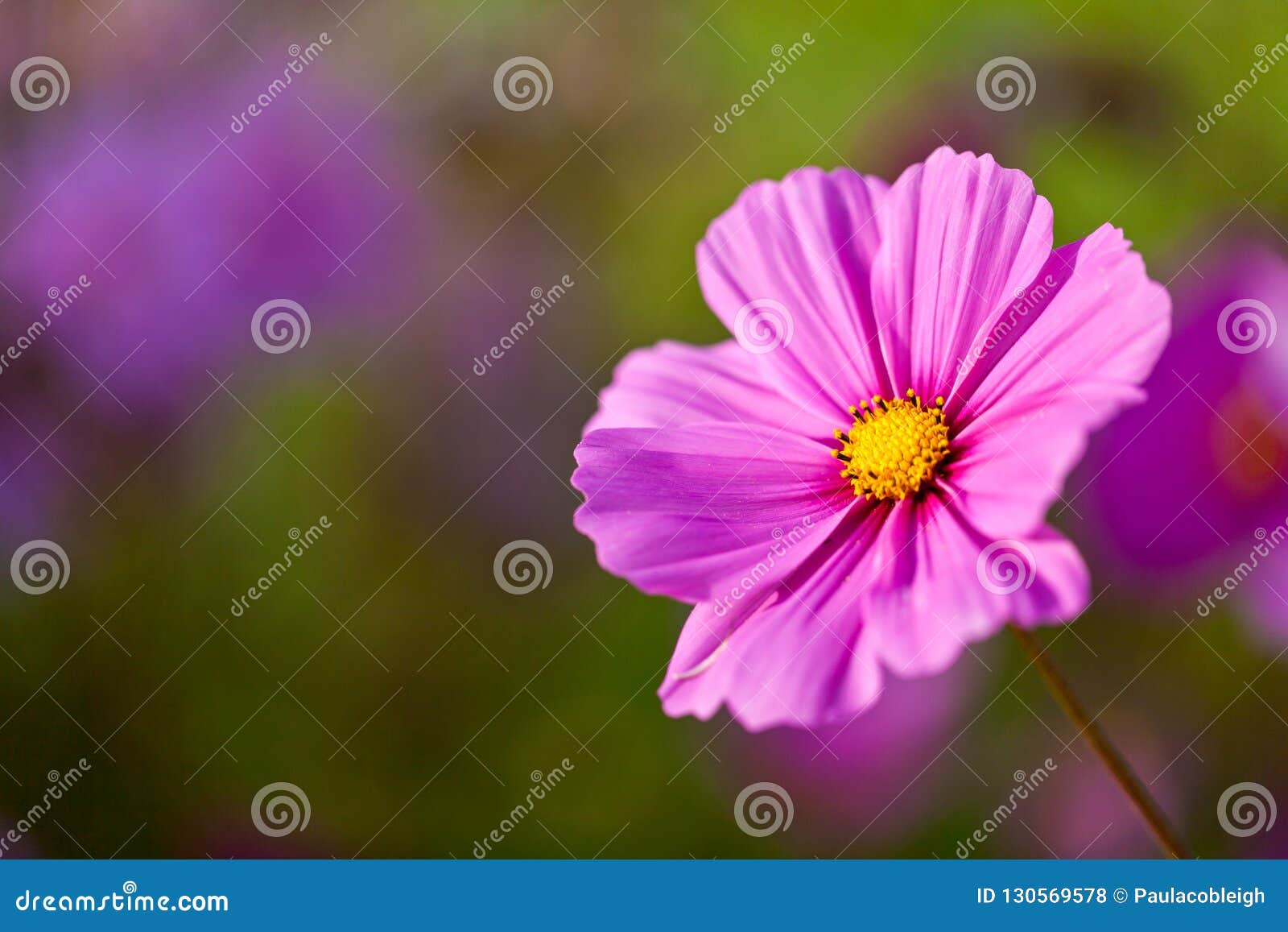 Une Jolie Fleur Rose De Cosmos Avec La Profondeur Du Champ Photo stock -  Image du horizontal, floral: 130569578