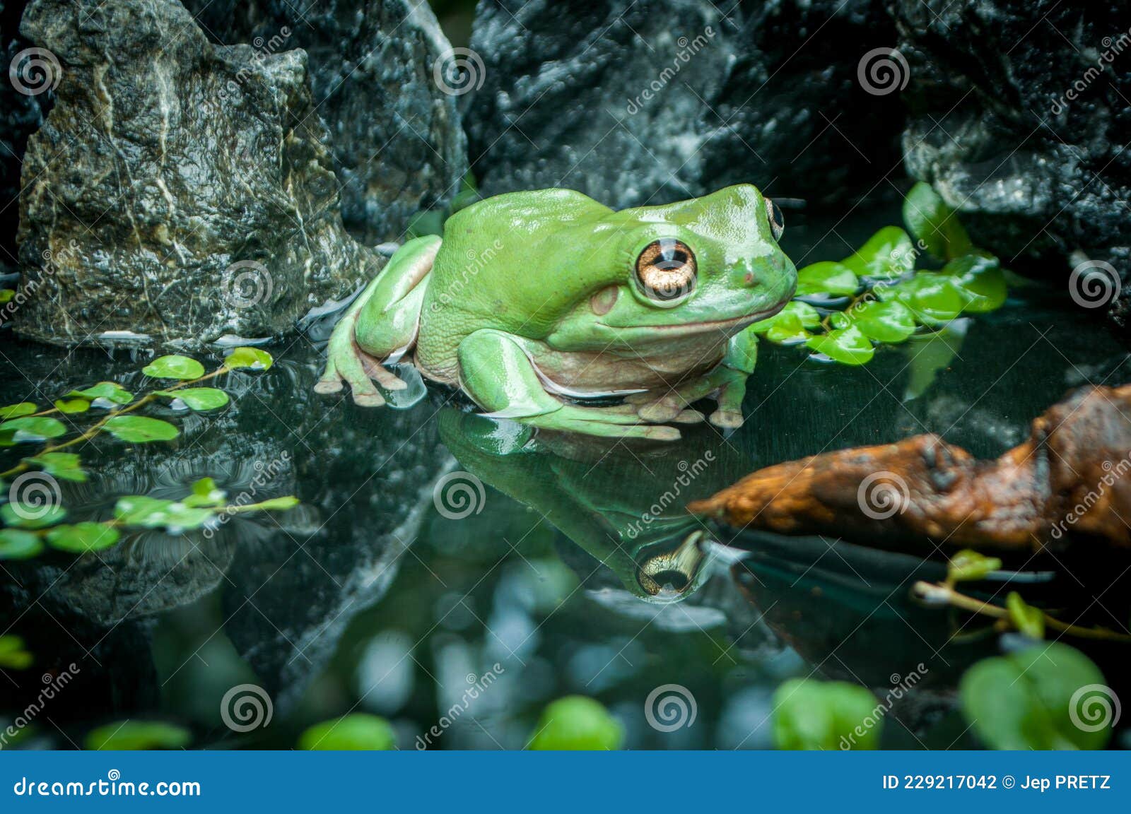 Images Gratuites : animal, vert, boisson, du repos, grenouille