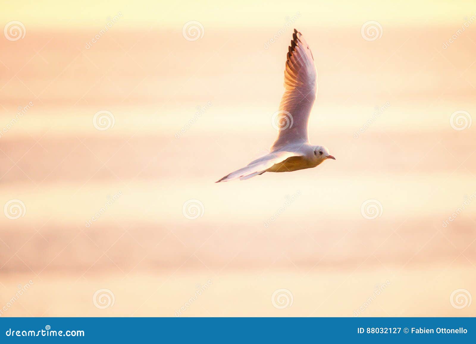 Une Mouette Volant Au Dessus De La Mer Au Lever De Soleil