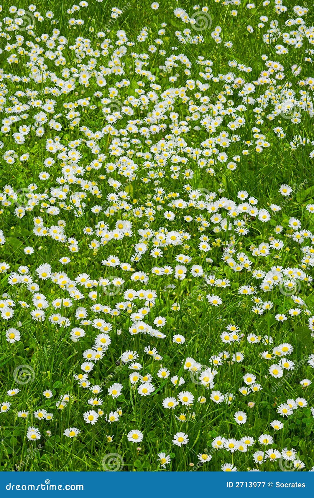 Une Pelouse Des Fleurs Blanches Image stock - Image du jaune, beau: 2713977