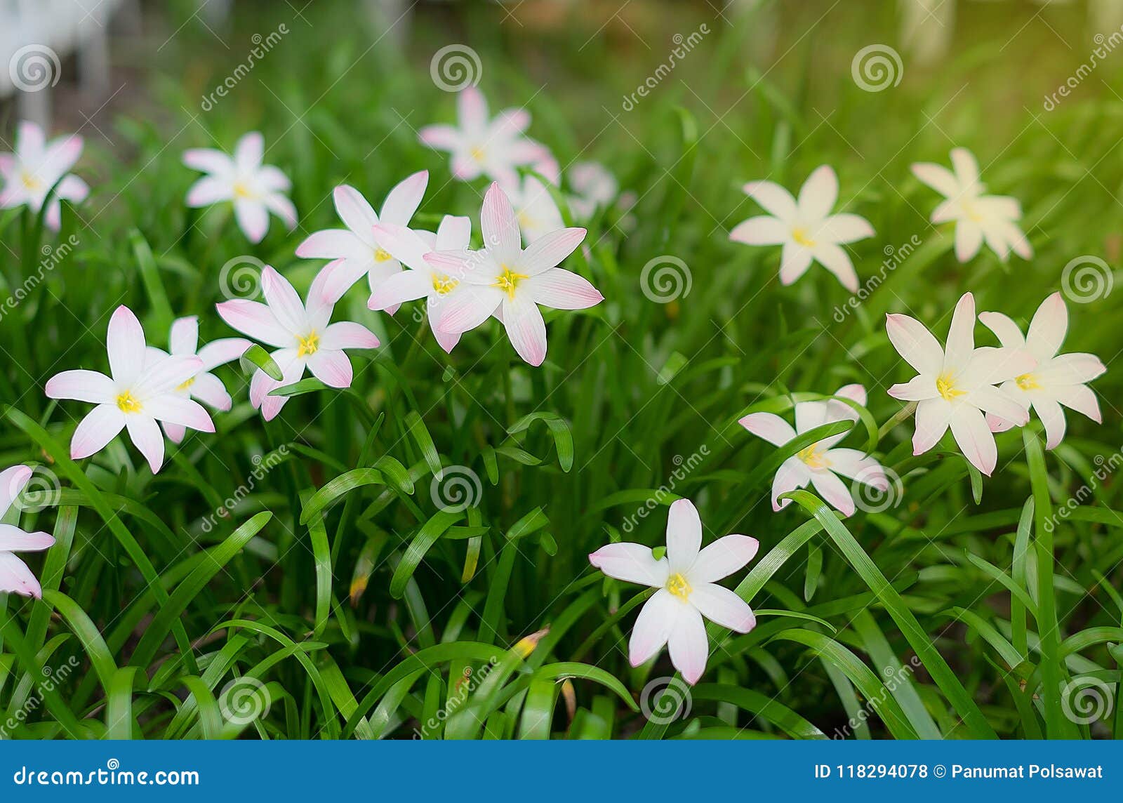 Une Petite Fleur Blanche Dans Le Jardin Photo stock - Image du blanc, rose:  118294078