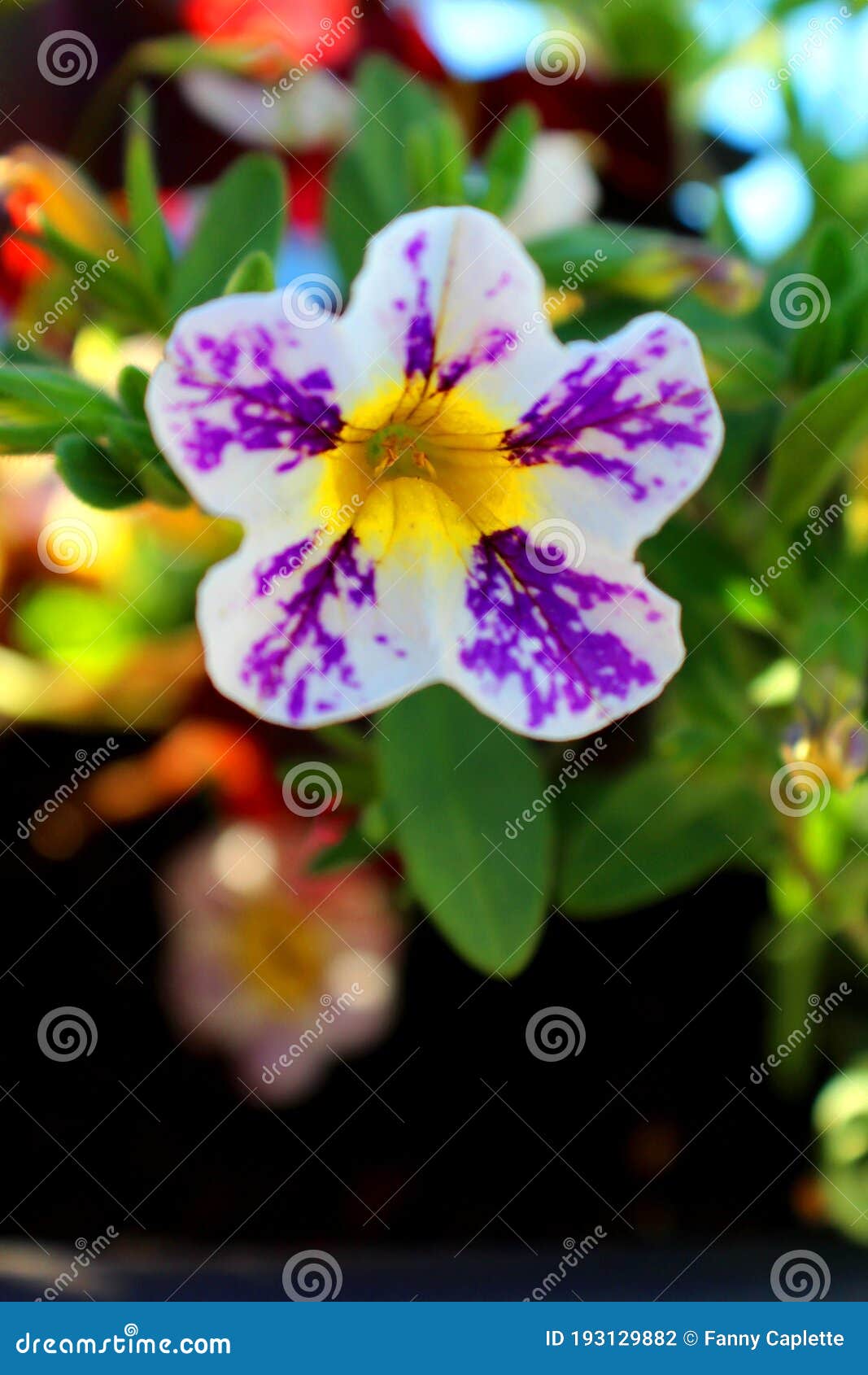 Une Petite Fleur Blanche Et Mauve Stock Photo - Image of plante, toute:  193129882