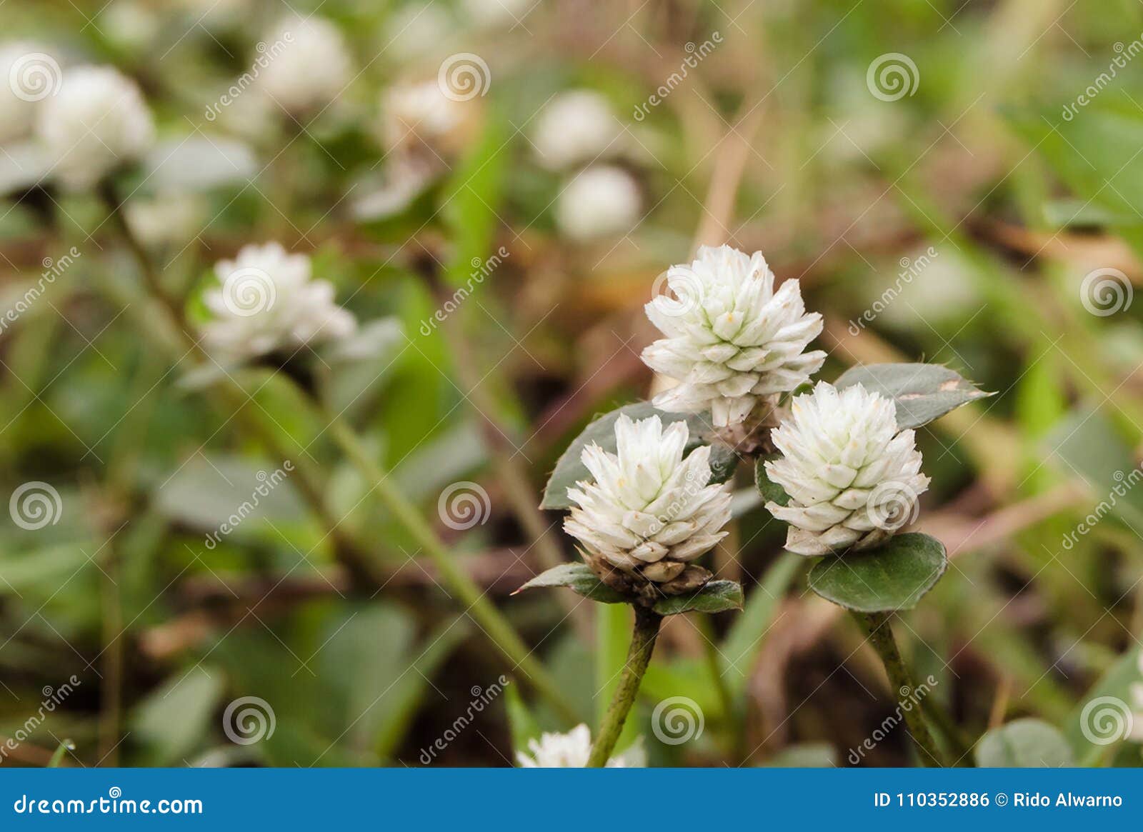 Une Petite Fleur Blanche Près De La Rue Photo stock - Image du blanc,  jardin: 110352886