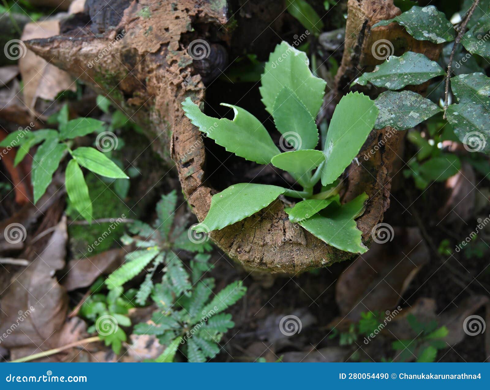 Une Petite Plante Vivante Kalanchoe Pinnata Poussant à L'intérieur D'un  Vieux Bois En Décomposition Photo stock - Image du fond, ayurveda: 280054490