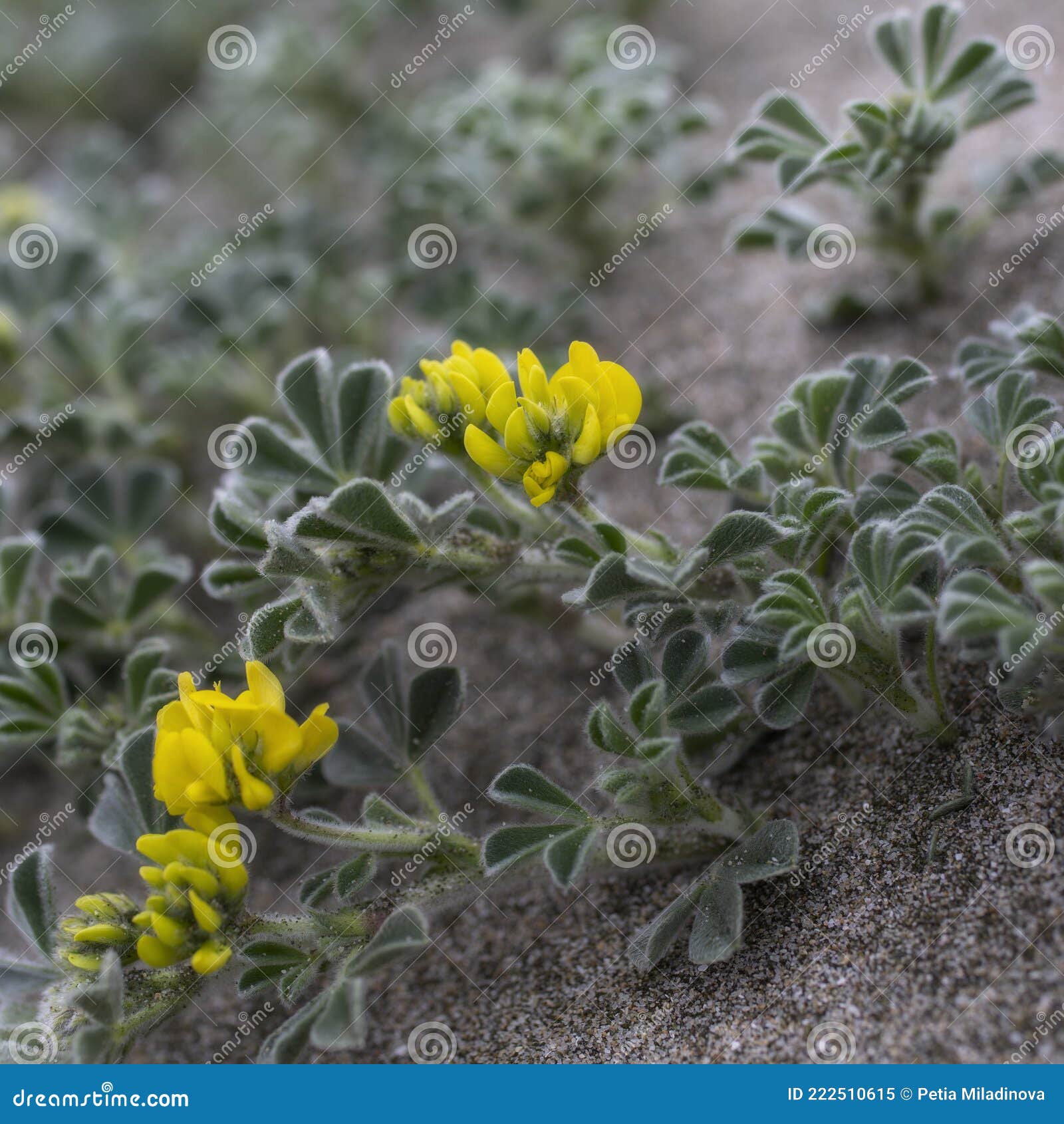 Une Plante Aux Fleurs Jaunes Qui Pousse Sur Les Dunes De Sable Image stock  - Image du frais, floraison: 222510615