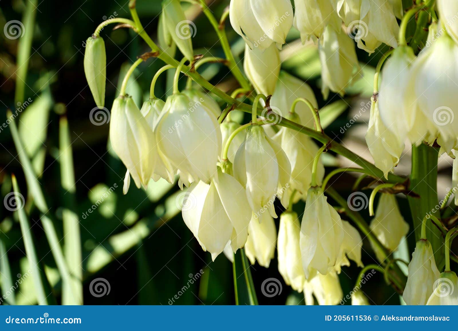 Une Plante Qui S'épanouit Avec Des Fleurs Comme De Petites Clochettes  Blanches Photo stock - Image du floraison, pelouse: 205611536