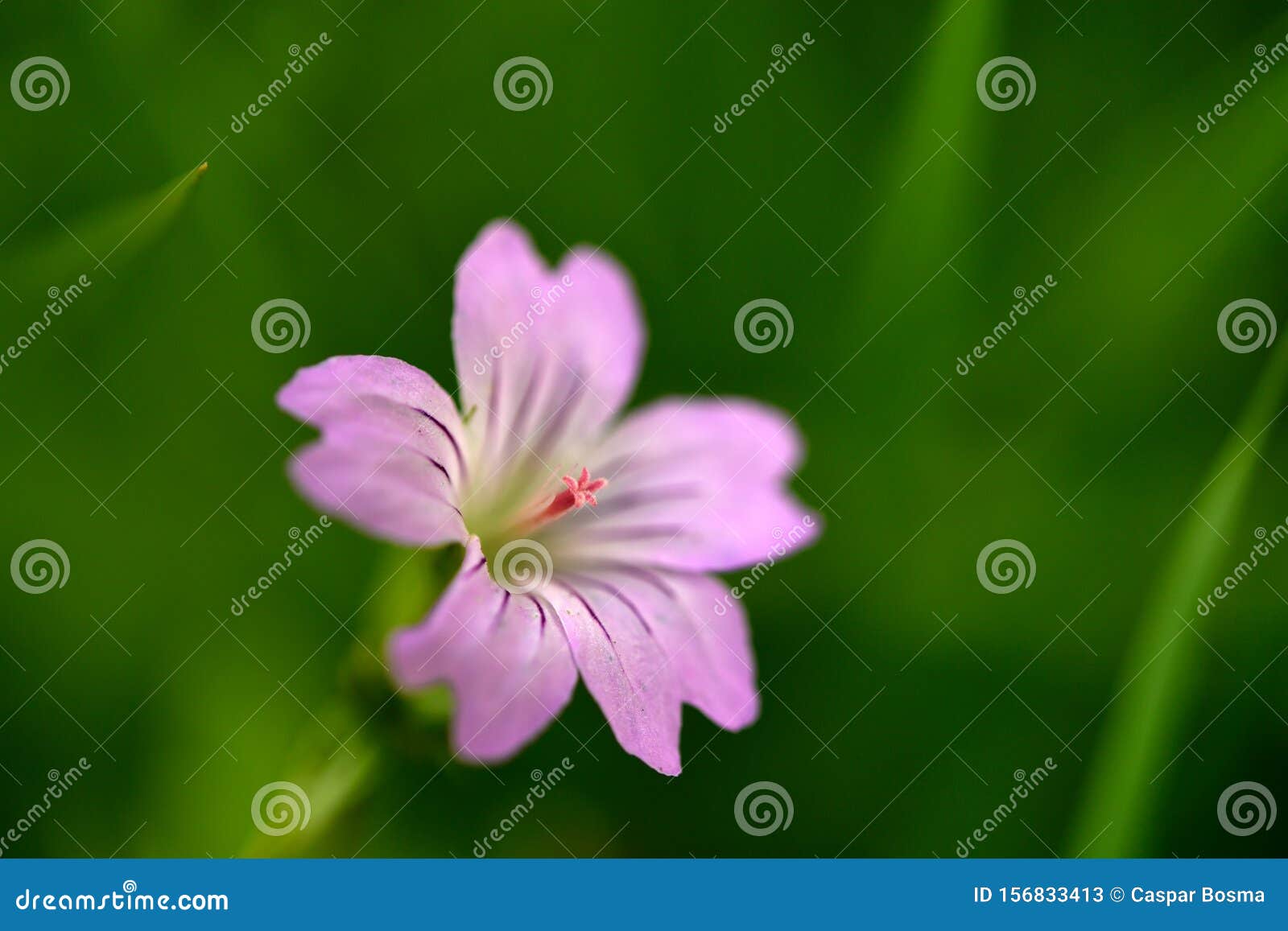 Une Plante Sauvage Montre Son Grand Pistil Dans Son Calyx Comme Une Fleur  Violette Image stock - Image du pistil, foncé: 156833413