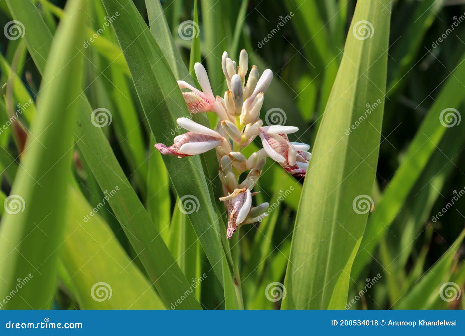 Grand galanga - Alpinia galanga - Le Jardin du Pic Vert