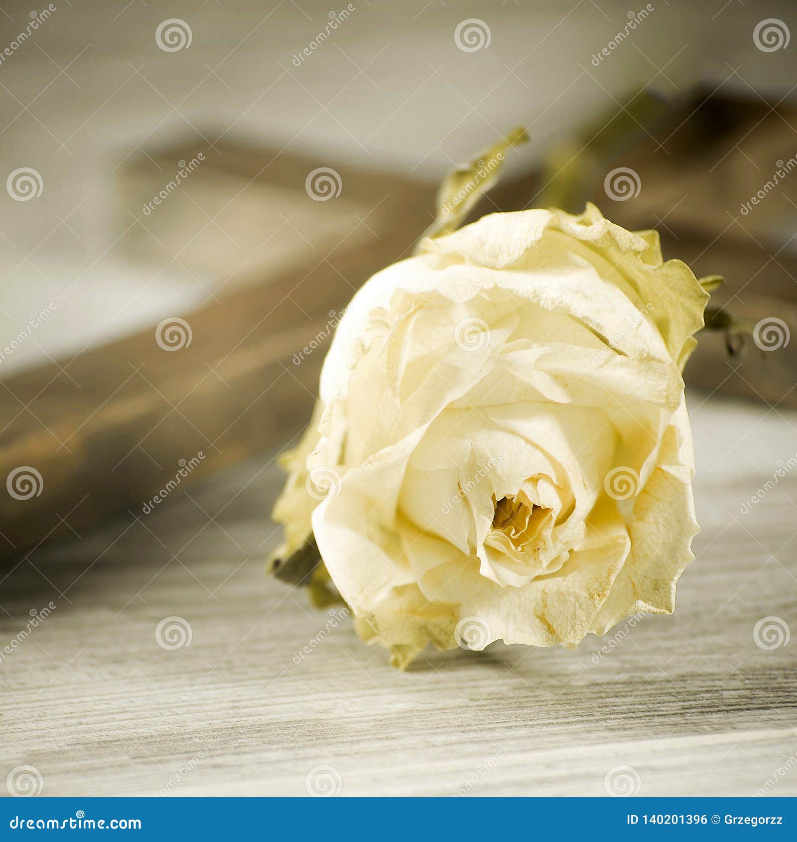 Une Rose Blanche Defraichie Dans La Perspective D Une Croix Sur Les Conseils Intelligents Photo Stock Image Du Densite Bout Une Rose Blanche Defraichie Dans La Perspective D Une Croix Sur Les Conseils Intelligents Photo Stock Image Du Densite Bout