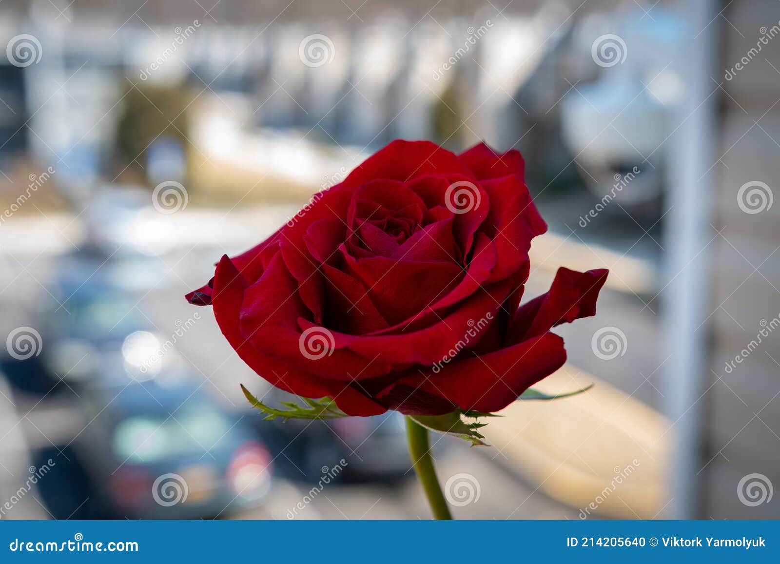 Une Rose Rouge Fleur Belle Unique Floral Photo stock - Image du lames,  couleur: 214205640