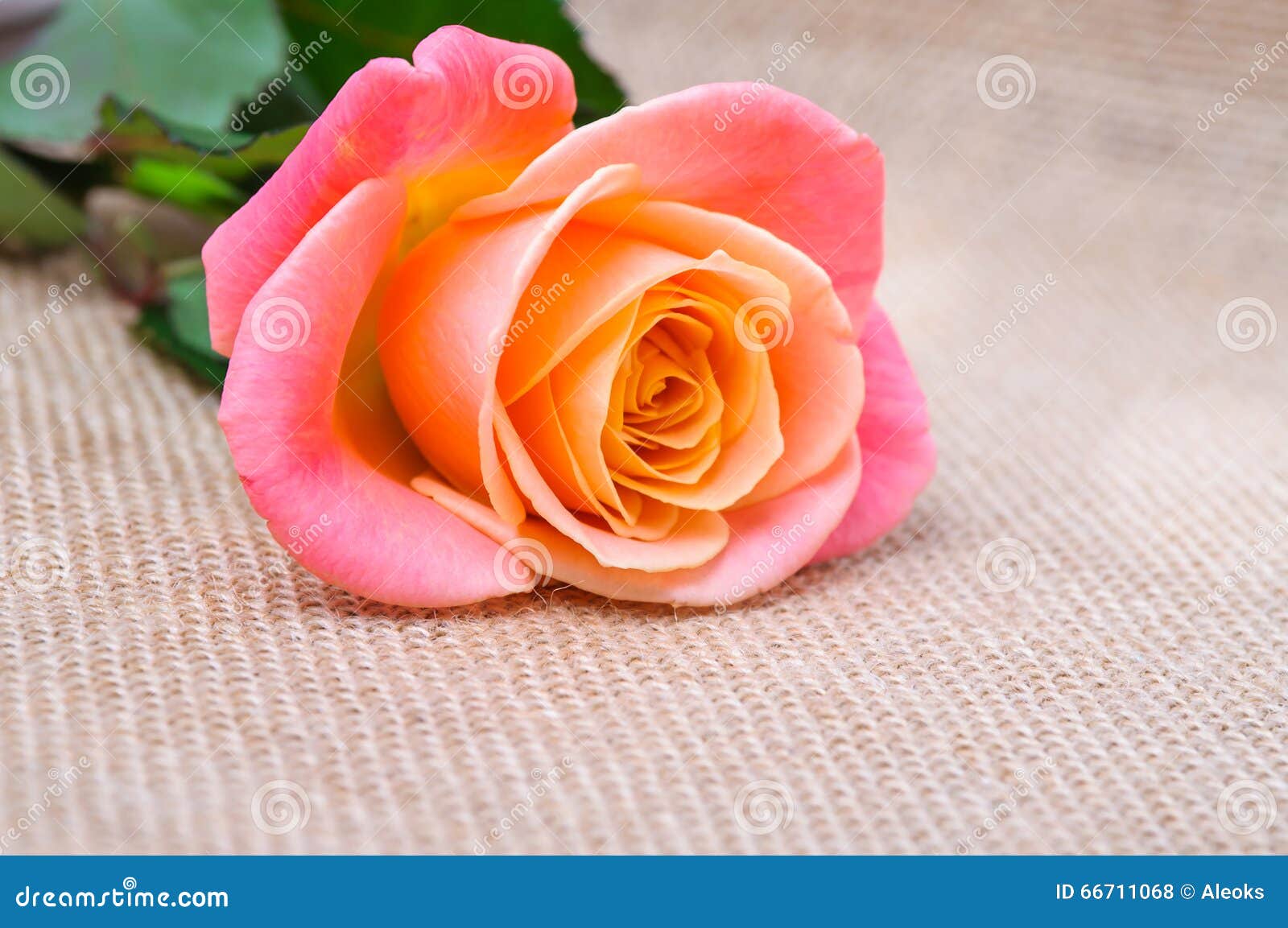 Une Rose Rouge-orange Sur Renvoyer Photo stock - Image du retourner,  simple: 66711068