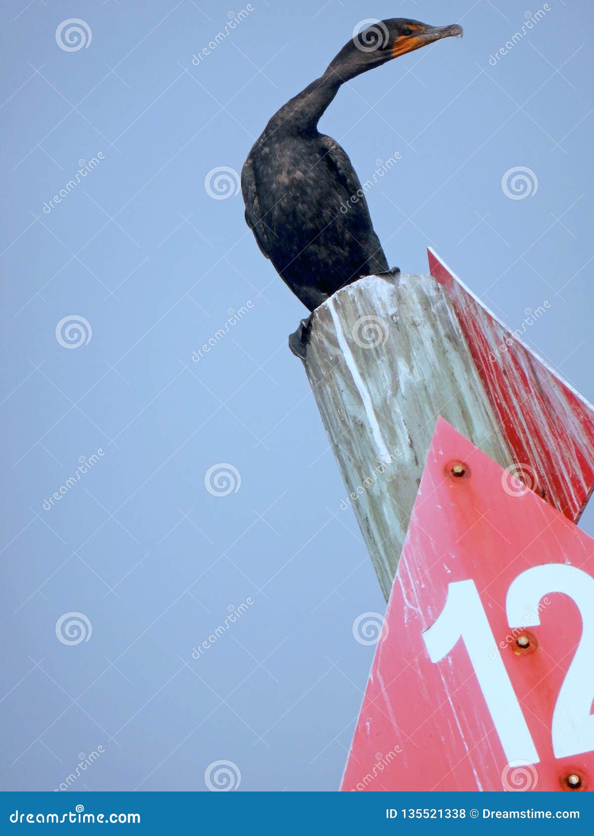 Une Scène à Angles Intéressante Dun Double Oiseau Crêté De