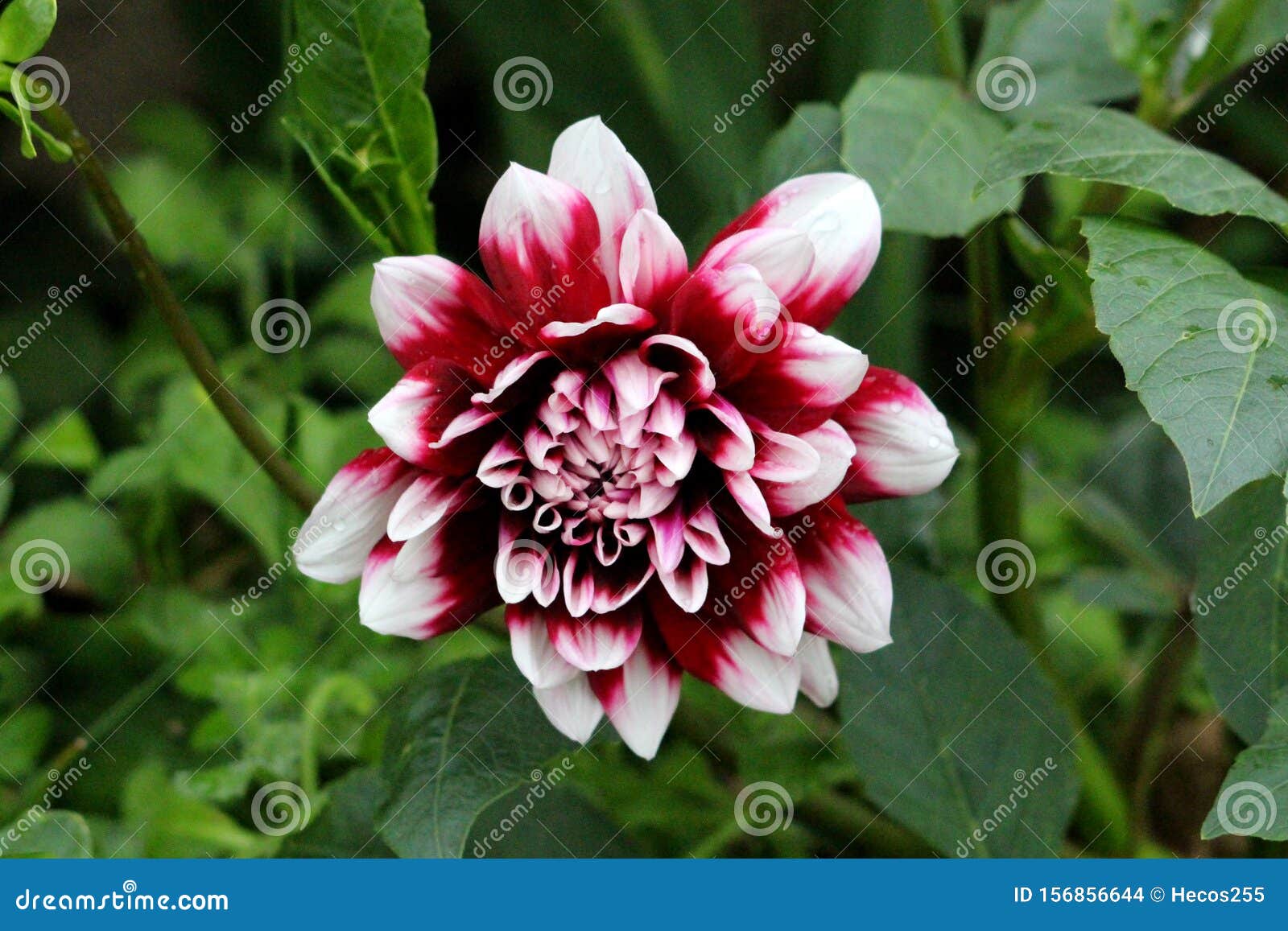 Une Seule Plante Vivace à La Floraison Ouverte Dahlia Herbacée Buissonneuse  Avec Une Grande Fleur Rouge Foncé Et Blanche Entourée Photo stock - Image  du grand, éternel: 156856644