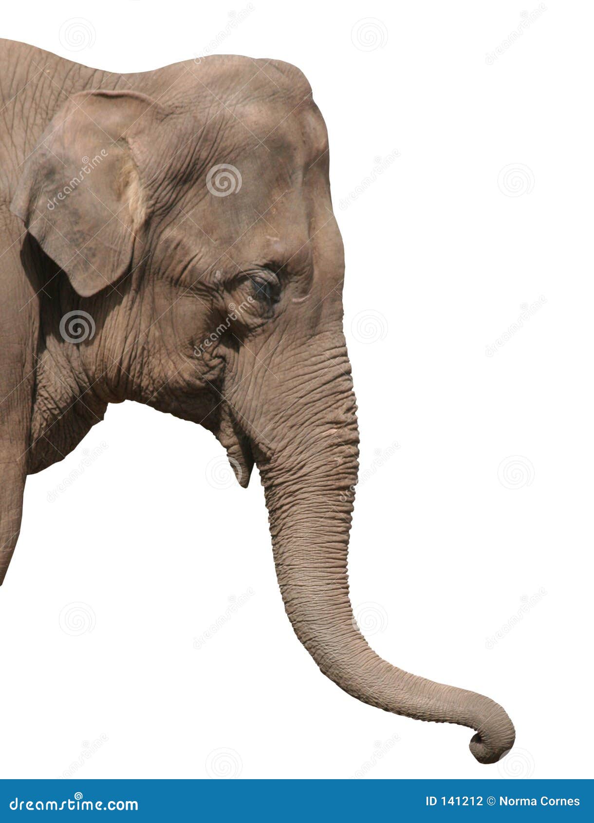 Une Tete D Elephant D Isolement Photo Stock Image Du Peau Rugueux