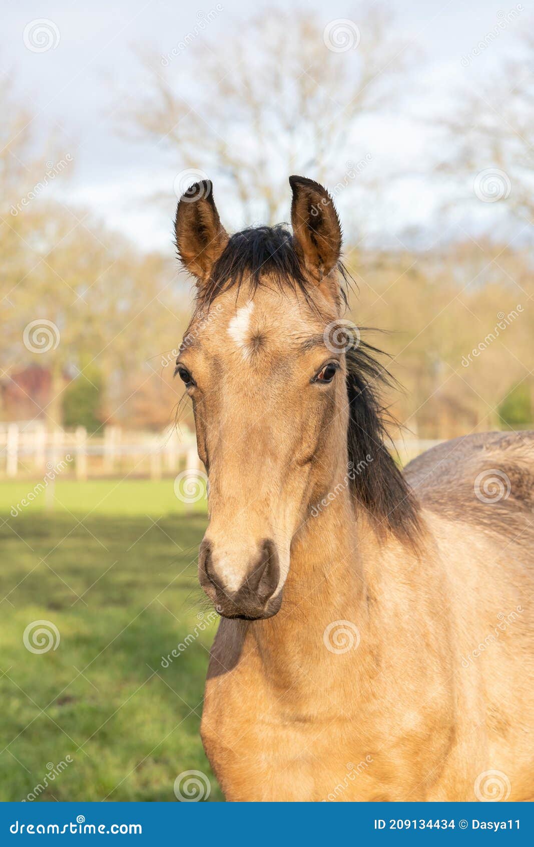 Tête d'un cheval brun photo stock. Image du vieux, pâturages - 142745256