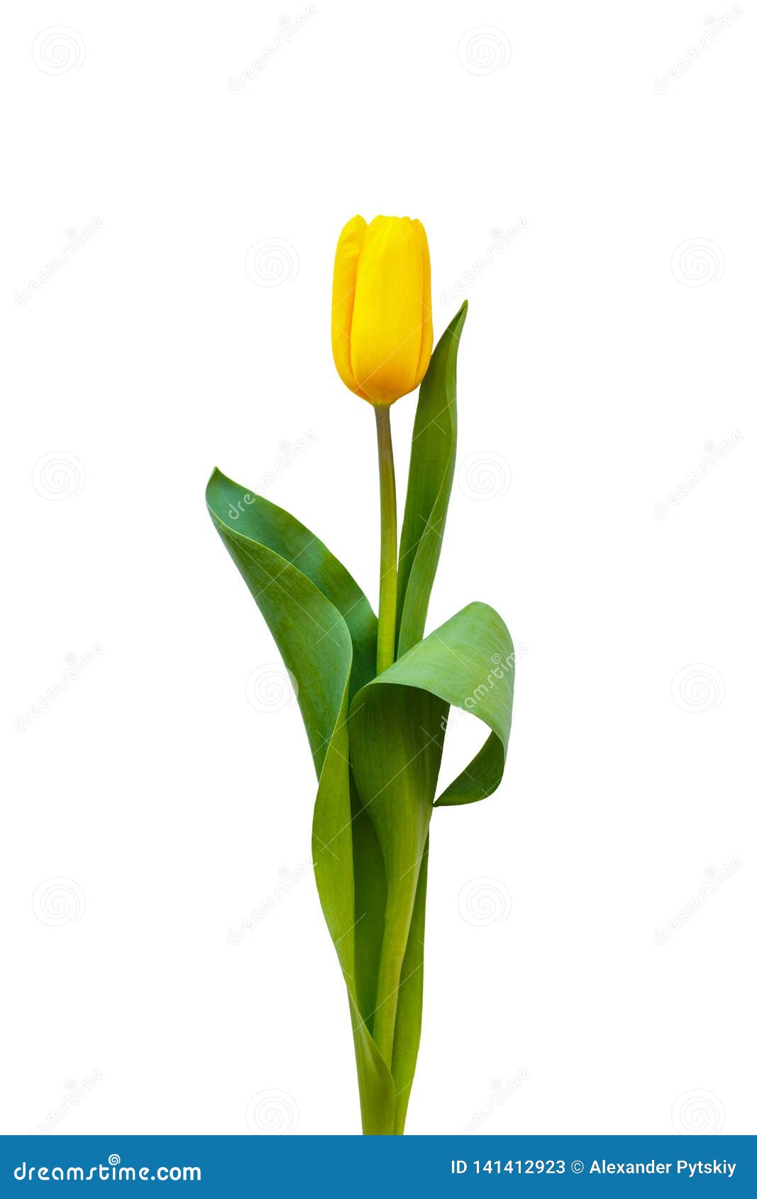 Une Tulipe Jaune Sur Un Fond Blanc Avec Les Feuilles Vertes Image stock -  Image du feuillage, flore: 141412923