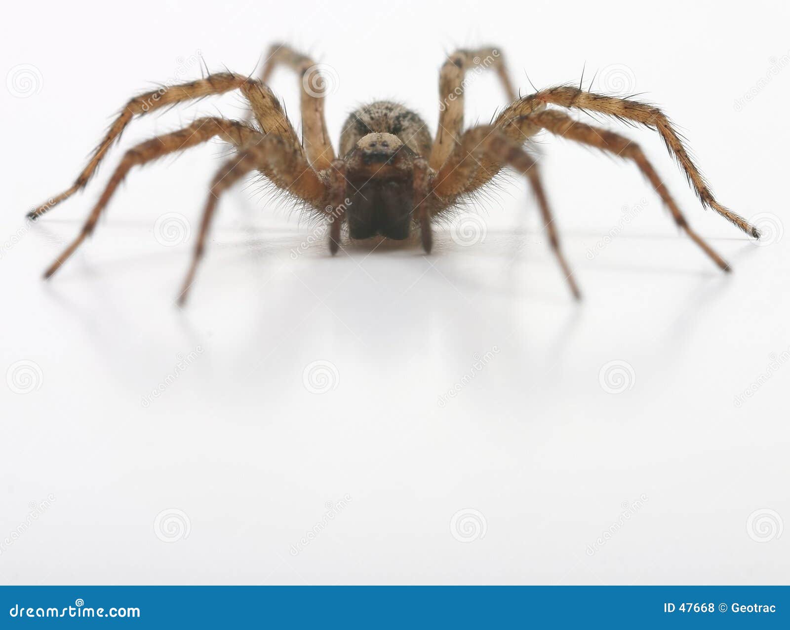 Une vue de face d'araignée. Une vue de face d'un visage des housespider velus