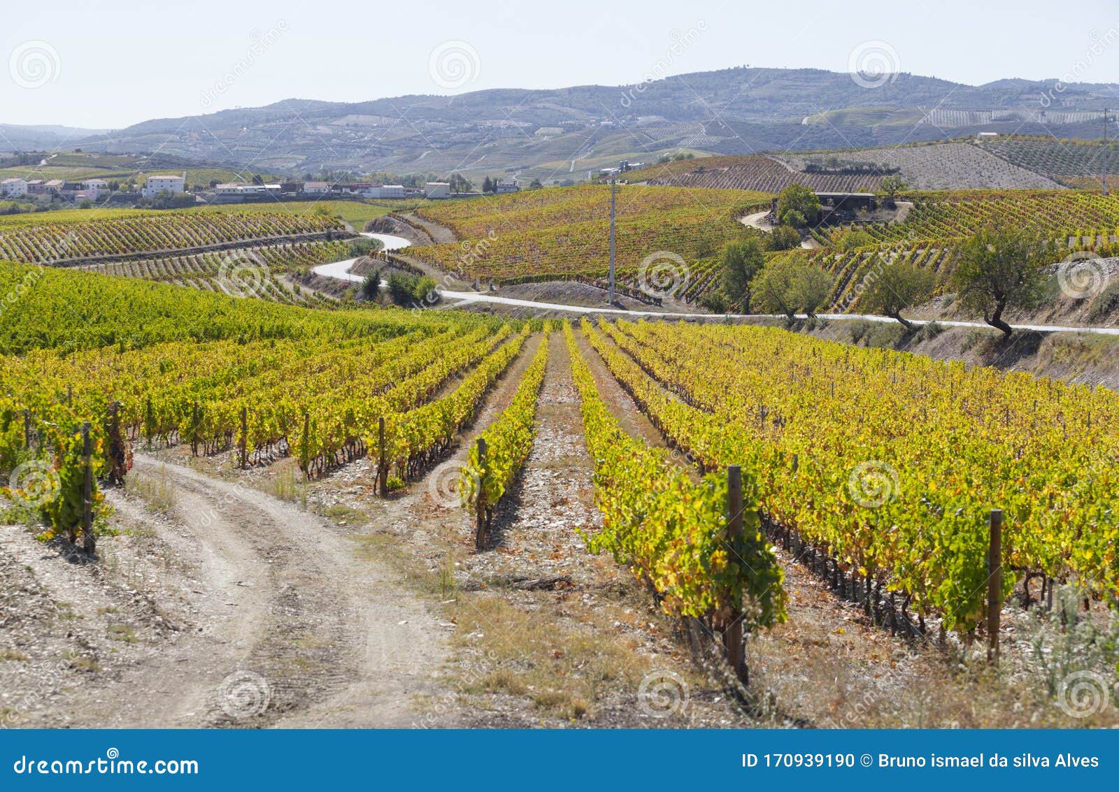 unesco world heritage, the beautiful endless lines of douro valley vineyards, in vila nova de foz coa.