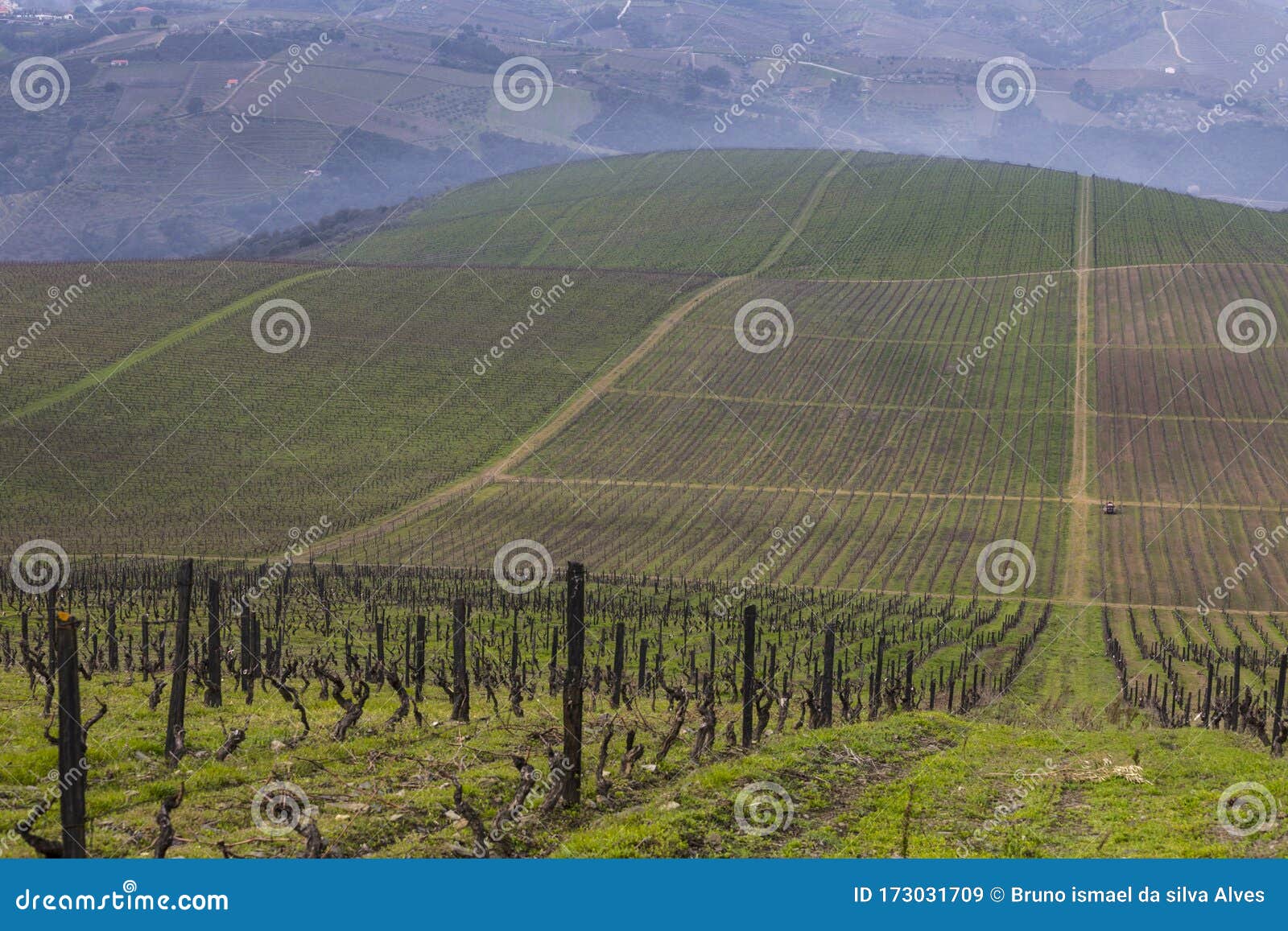 unesco world heritage, the beautiful endless lines of douro valley vineyards, in vila nova de foz coa.