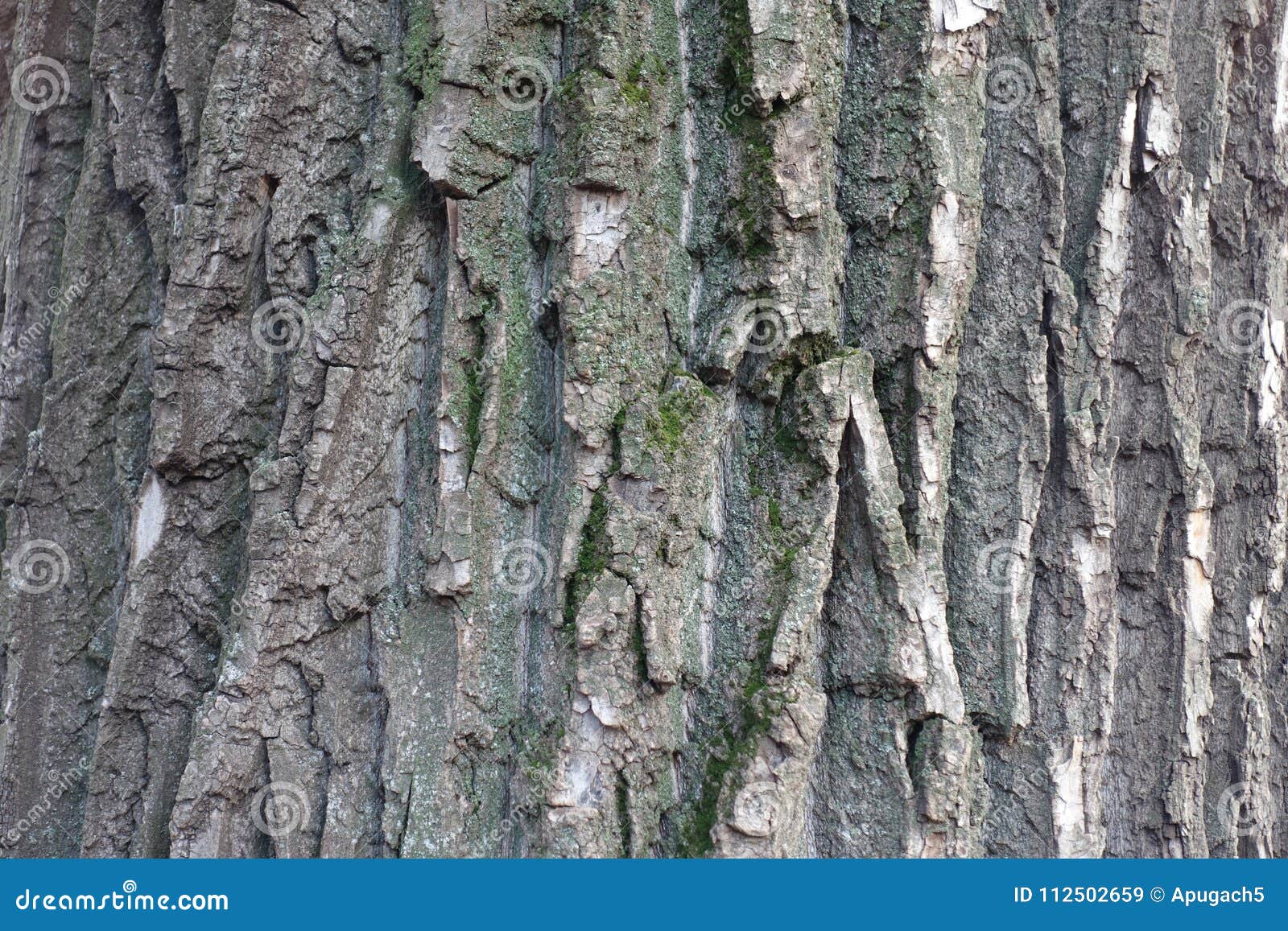 Uneven Grey Bark of Black Poplar Tree Stock Image Image of cork