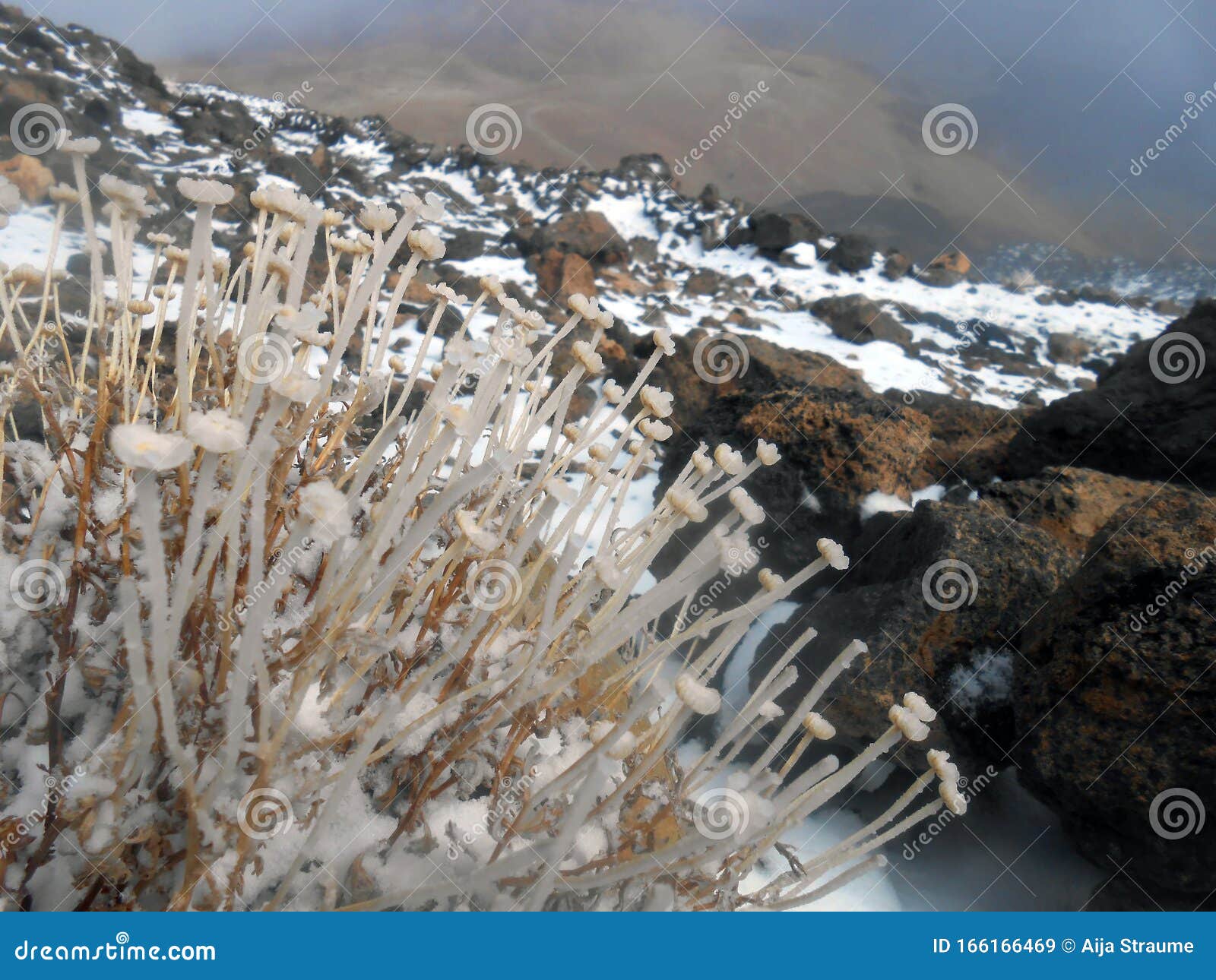 spain tenerife teide national park refuge altavista montana blanca pico del teide