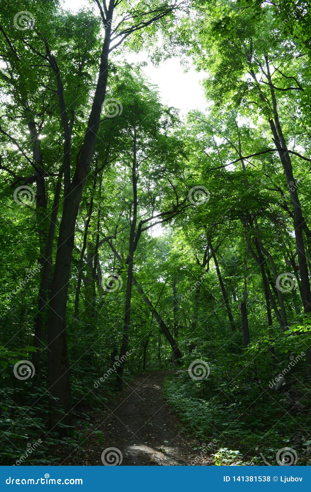 unexplored path in lush forest. tall deciduous trees with green foliage