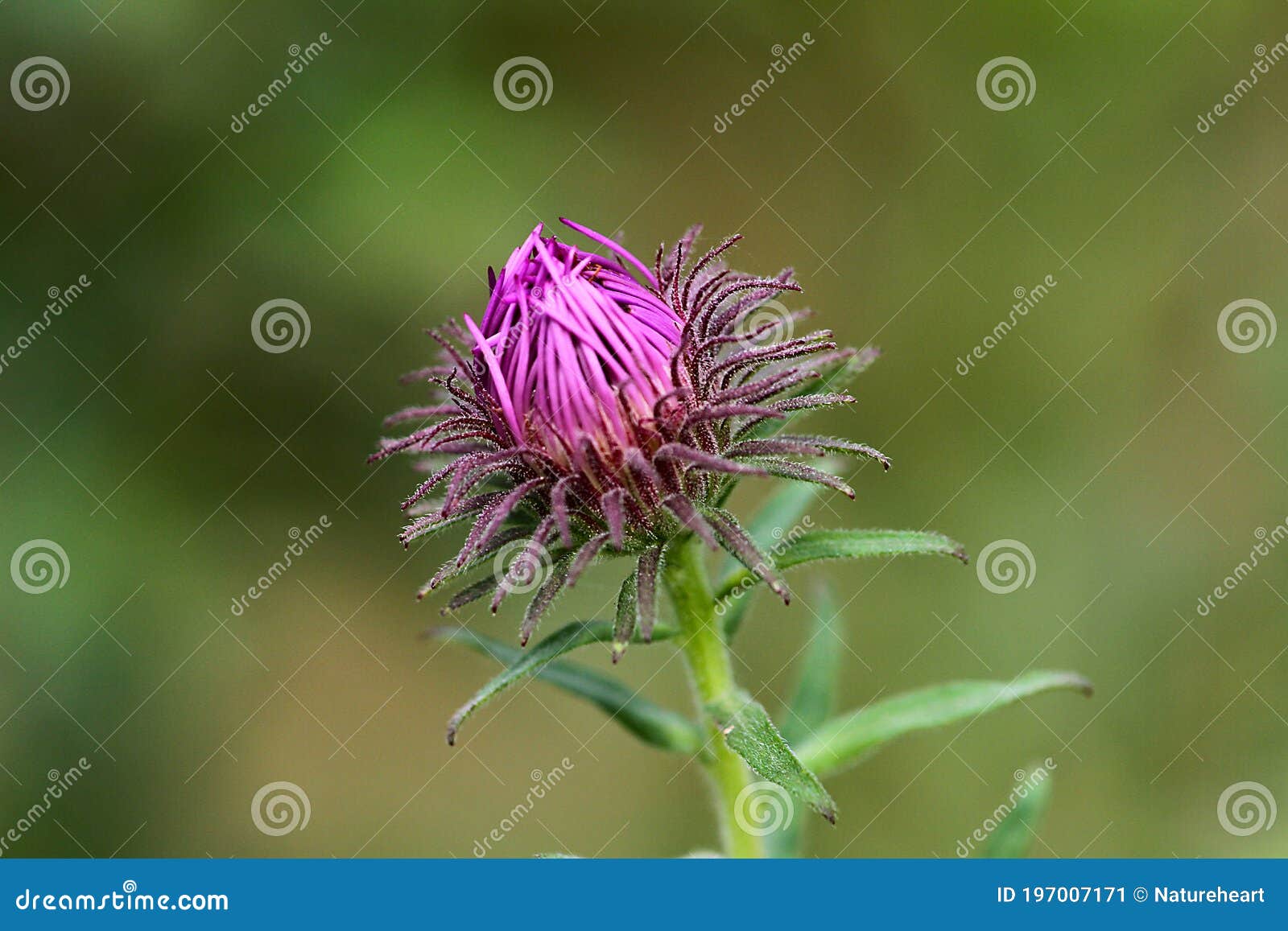 unfurling purple aster bud close up with soft green background - horizontal