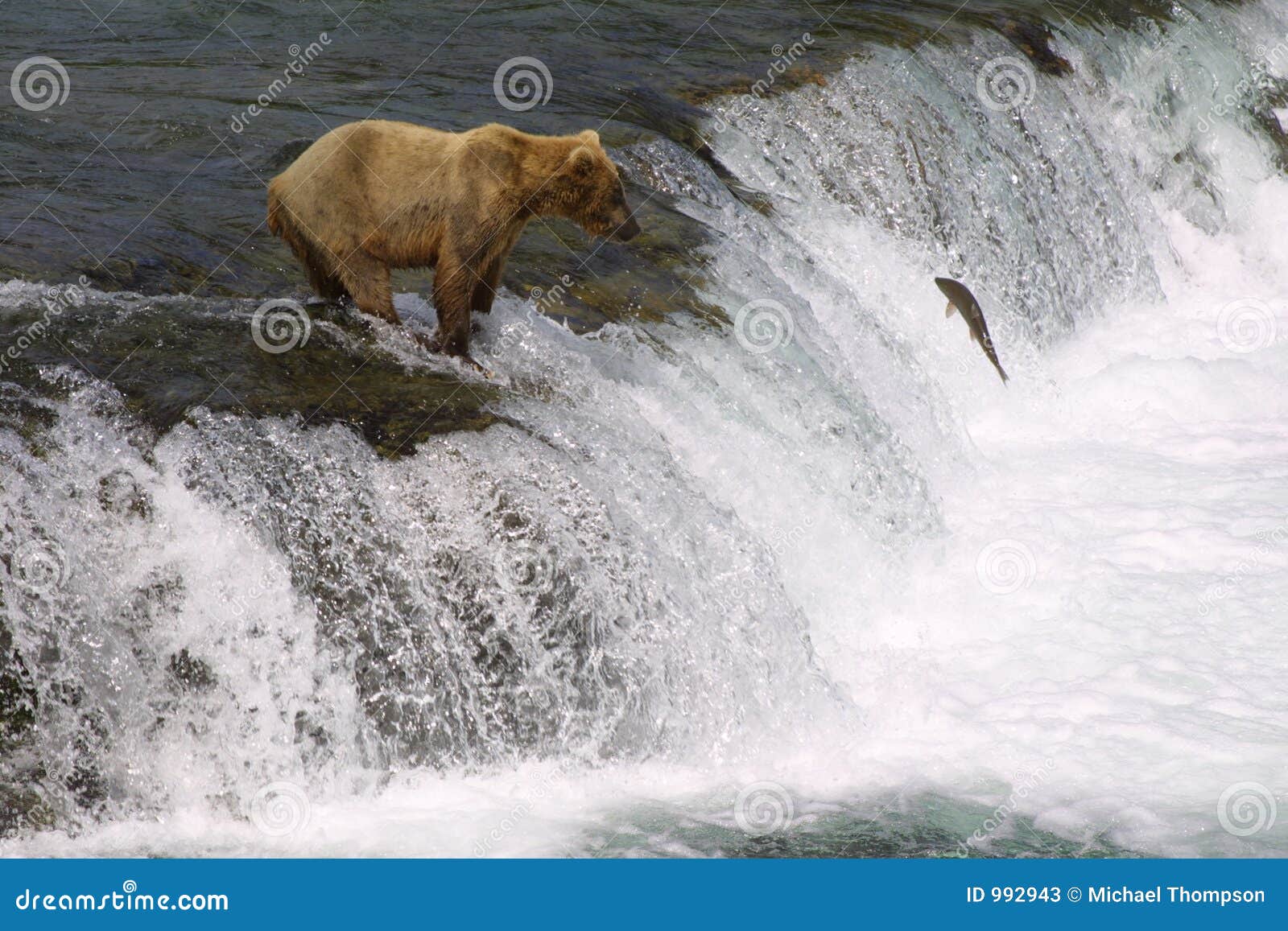 Unga björnbäckfalls. Barn för nationalpark för katmai för falls för björnbäckbrown