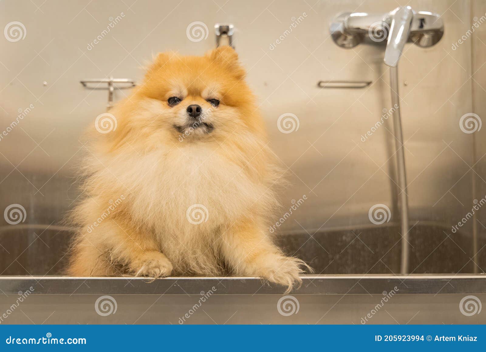 Unhappy Dissatisfied and Funny Dog Portrait after Shower in Grooming Salon Spitz Small Domestic Pet Wallpaper Concept Picture Stock Photo - Image of expression, copy: 205923994 Unhappy Dissatisfied and Funny Dog Portrait after Shower in Grooming Salon Spitz Small Domestic Pet Wallpaper Concept Picture Stock Photo - Image of expression, copy: 205923994
