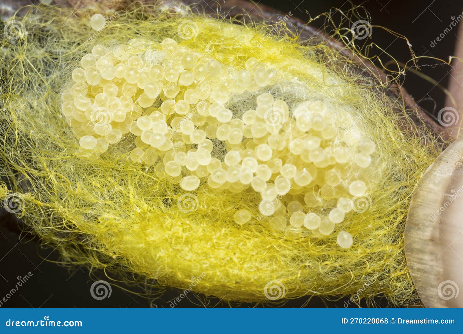 Unhatched Tiny Spider Eggs on the Silk Sac . Stock Photo Image of