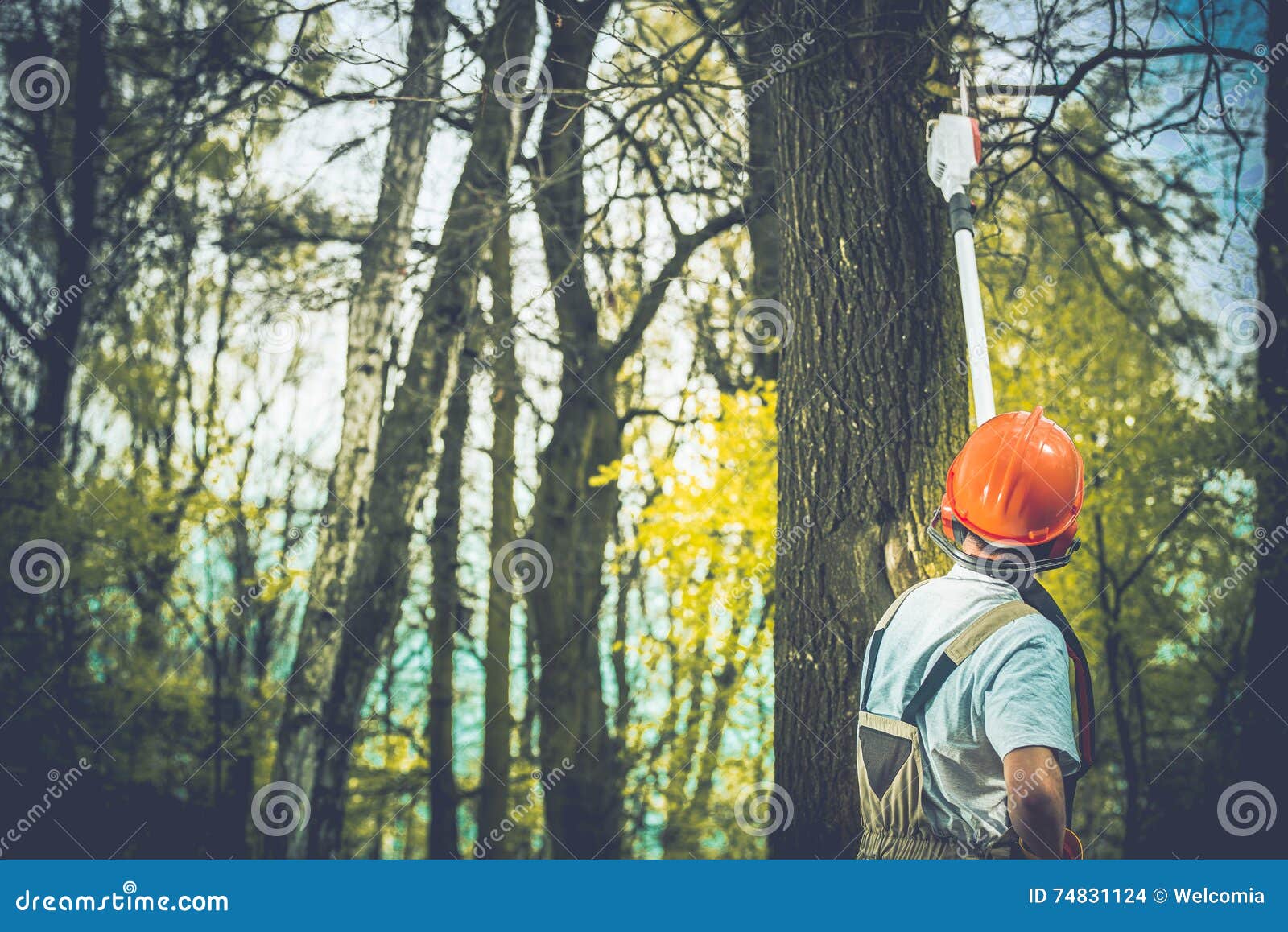 Unhealthy Tree Branches Cut Stock Photo - Image of dead, garden: 74831124