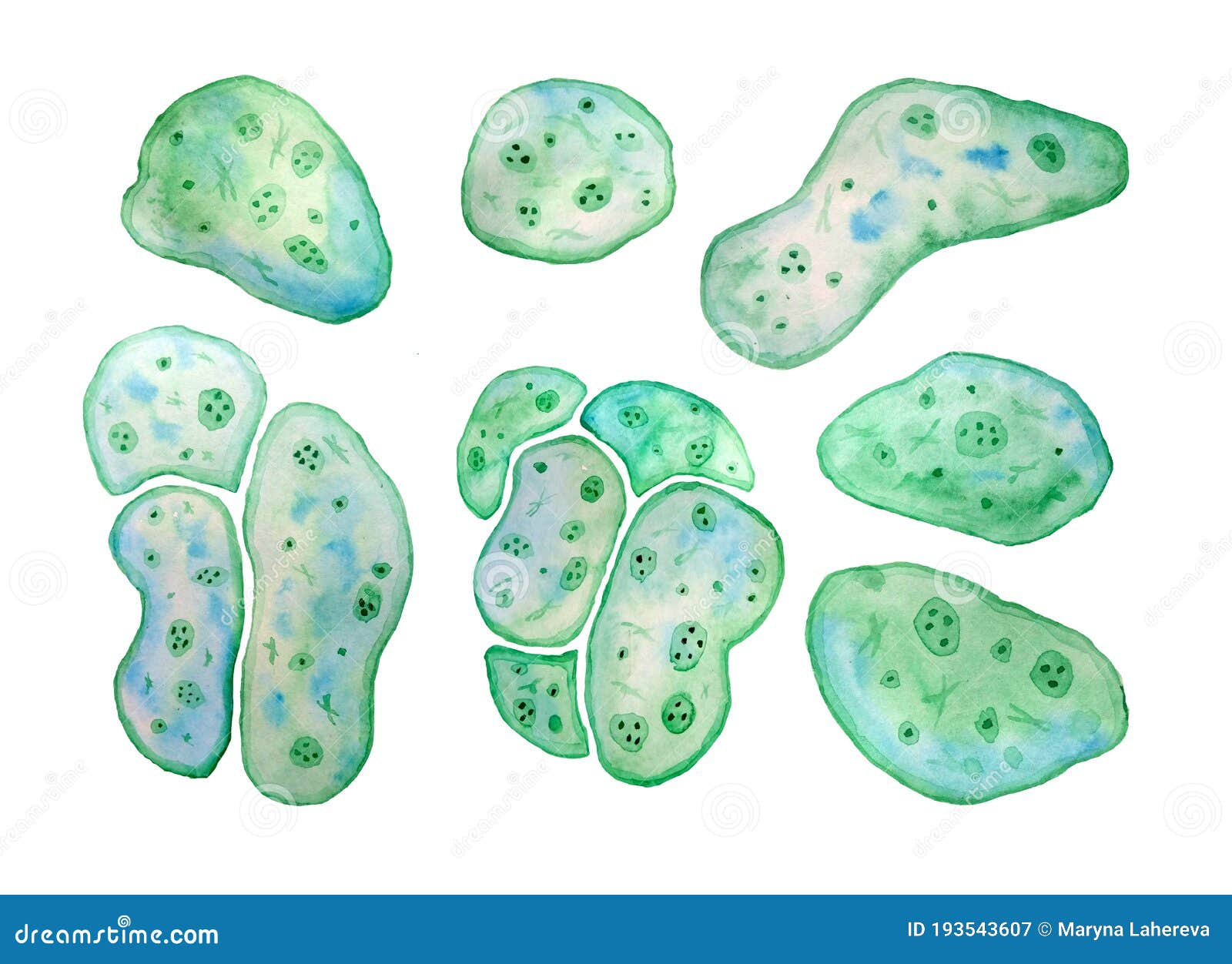 unicellular green blue algae chlorella spirulina with large cells single-cells with lipid droplets. watercolor