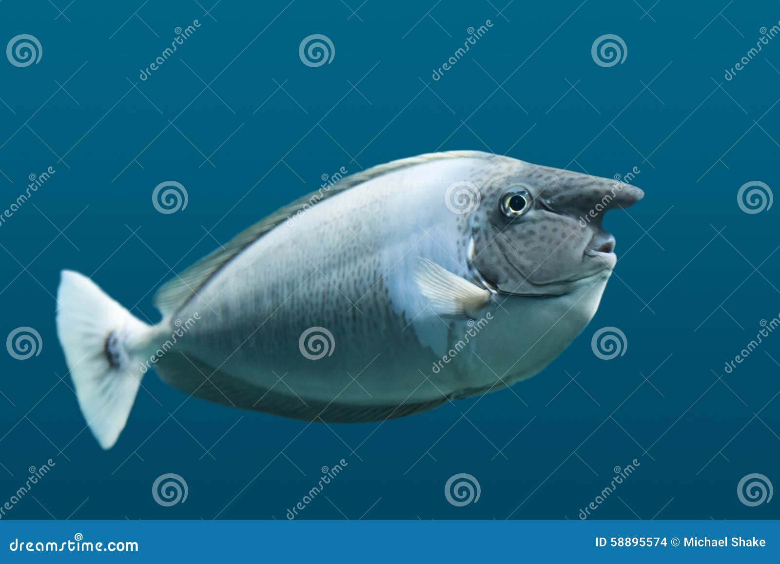 Unicorn Fish foto de archivo. Imagen de tropical, pescados 58895574