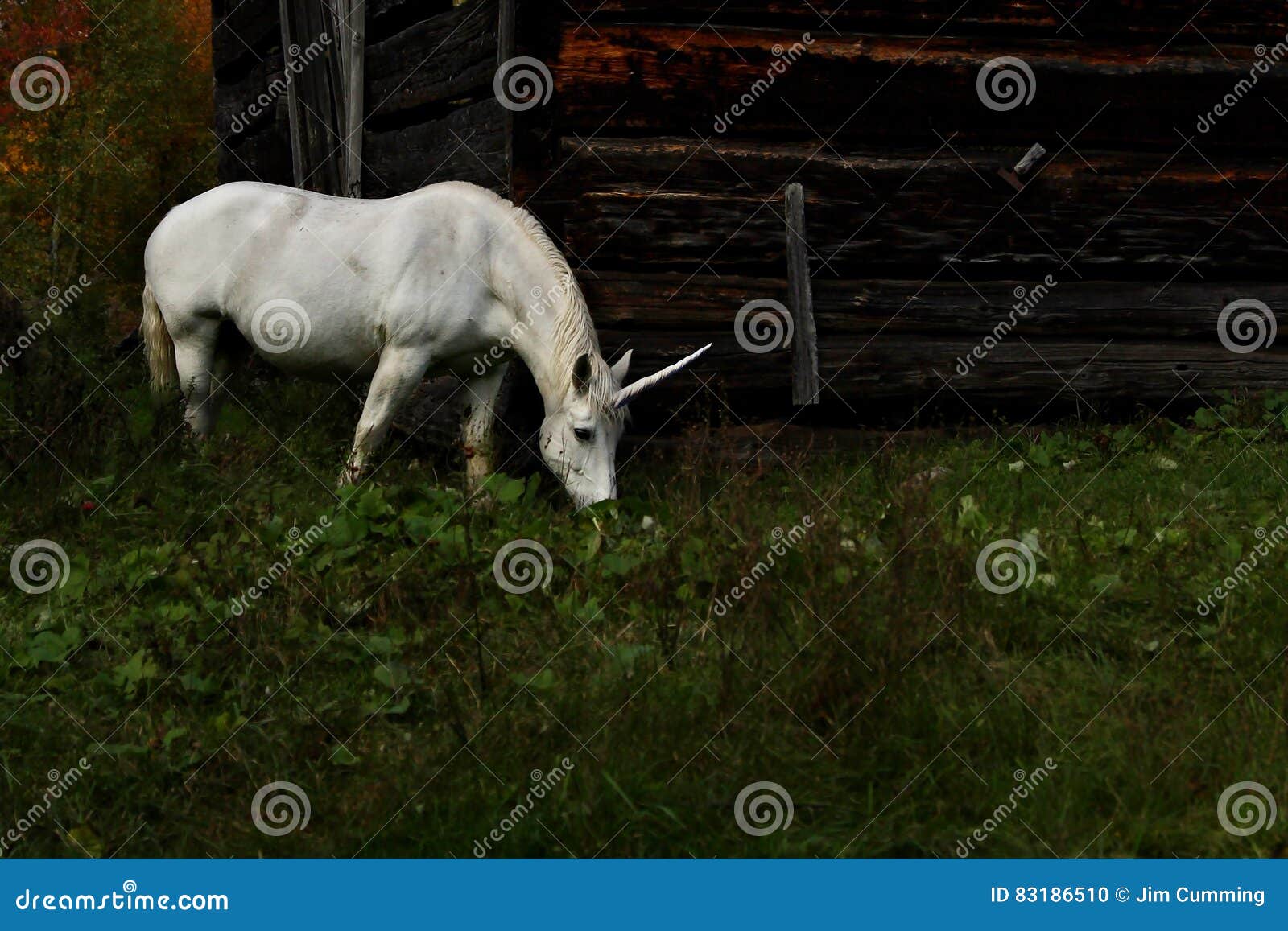 Unicorn Grazing in a Grassy Meadow in Canada Stock Photo Image of