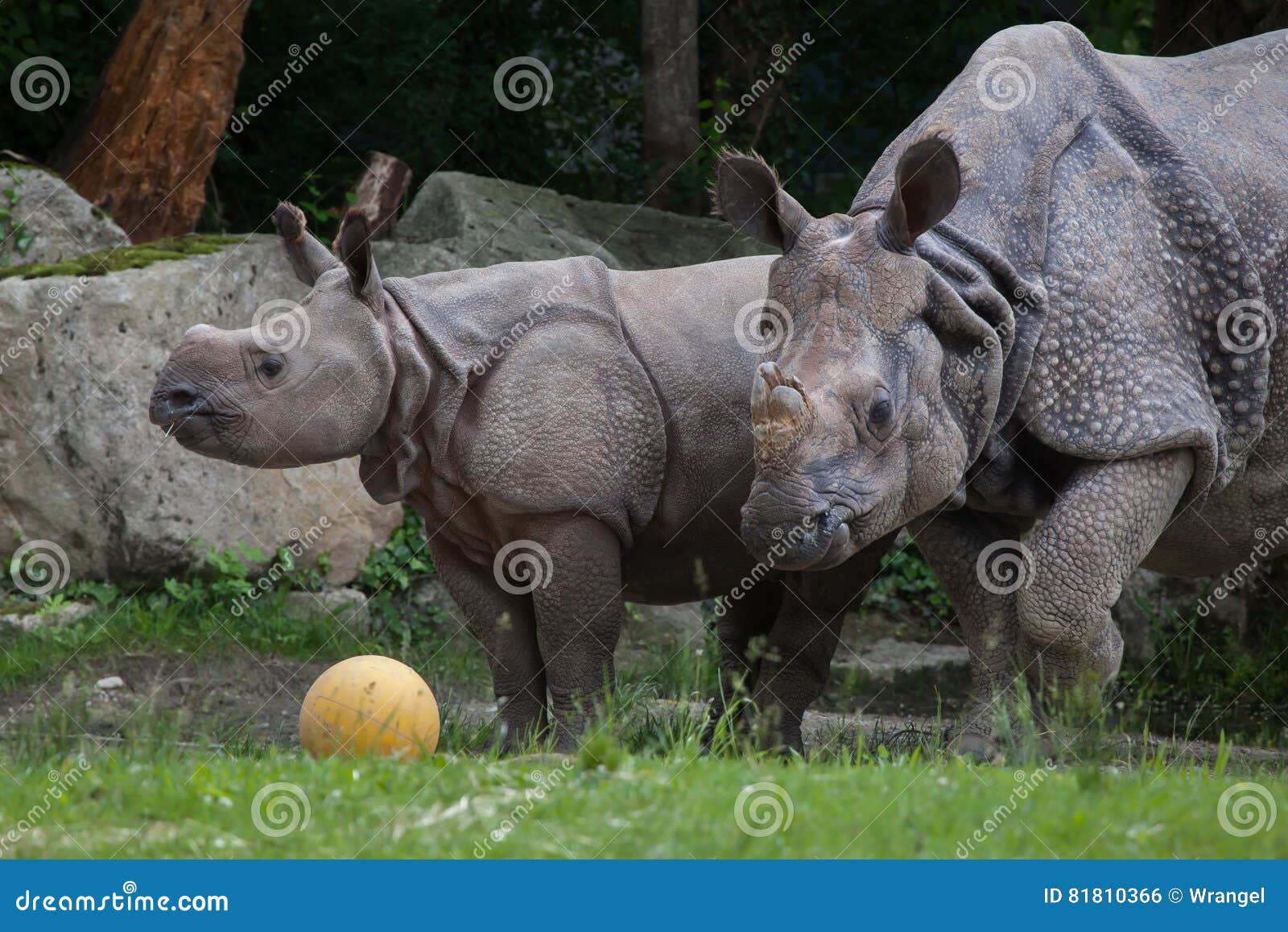 Unicornis do rinoceronte do rinoceronte indiano. Unicornis recém-nascidos do rinoceronte do rinoceronte indiano com sua mãe