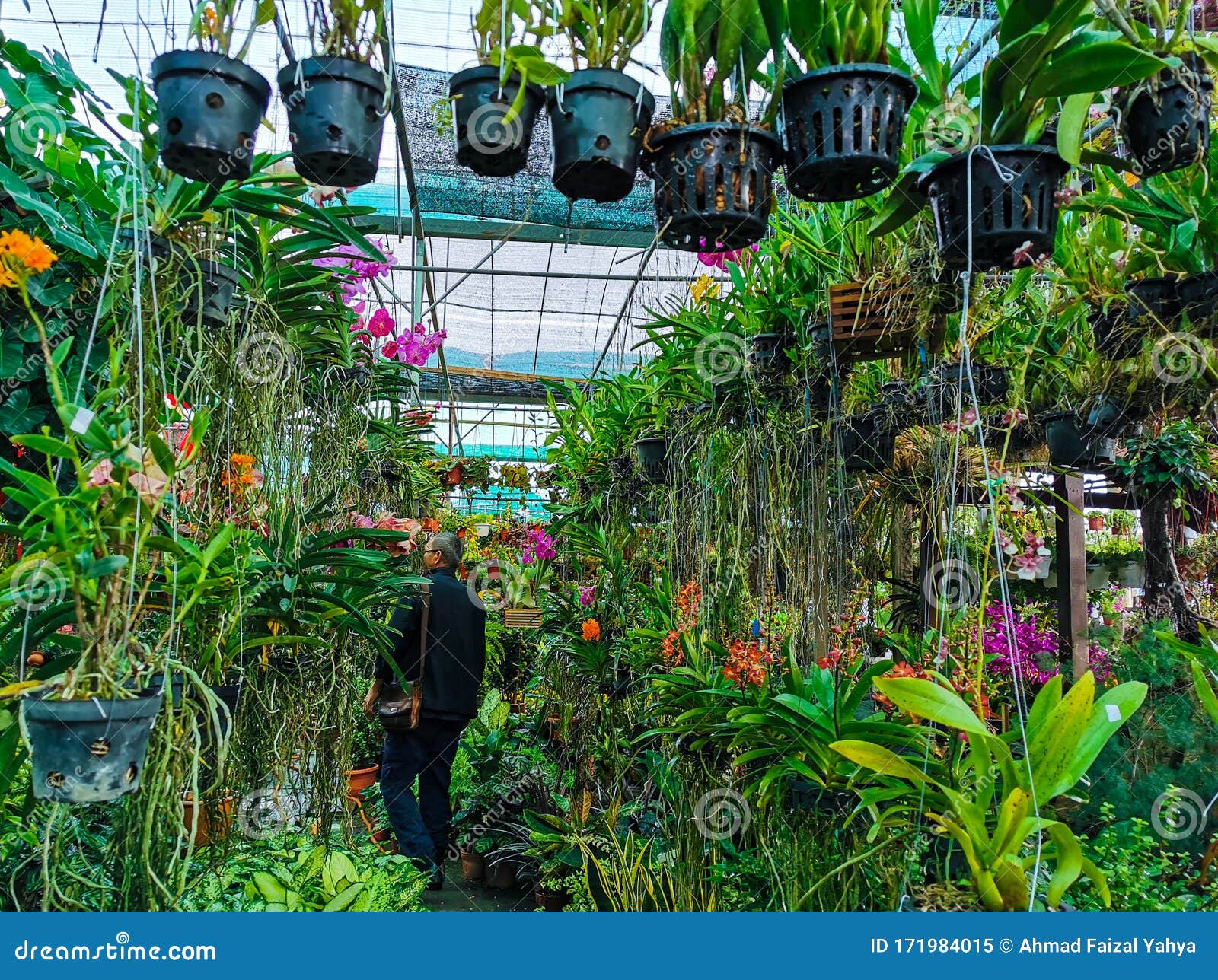 Unidentified Man Looks For Orchid Plants In A Nursery Shop Editorial Image - Image of hanging ...