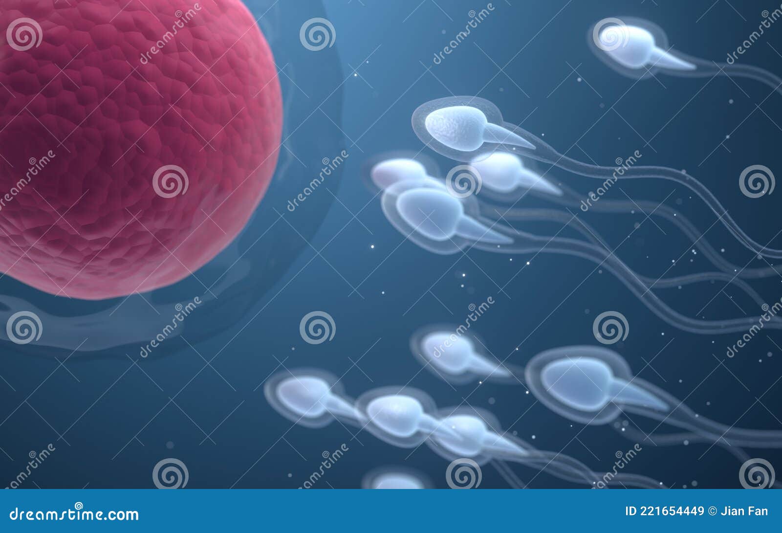 the union of sperm and an egg cell, 3d rendering