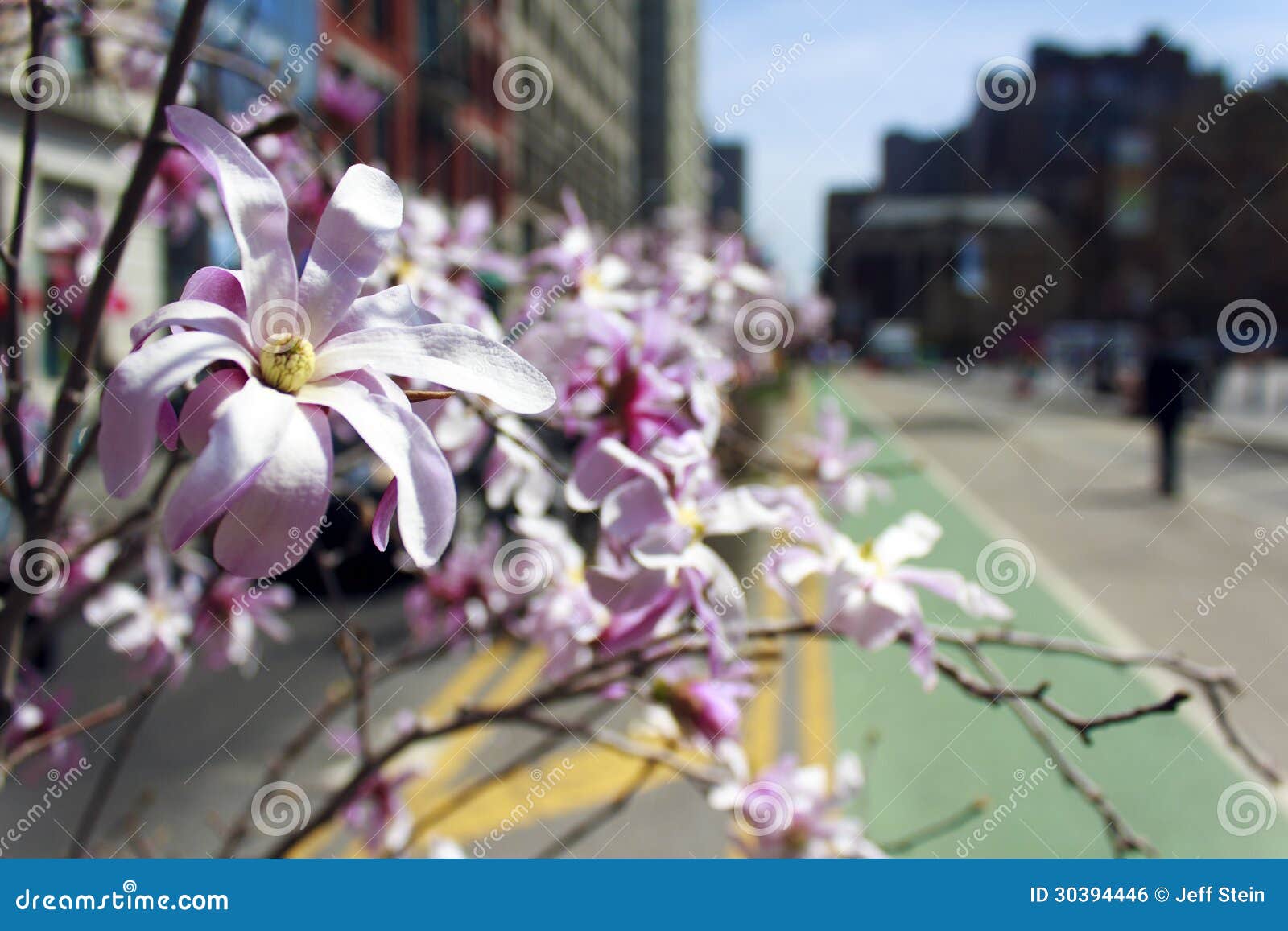 Union Square Flowers stock photo. Image of blooms, 14th 30394446