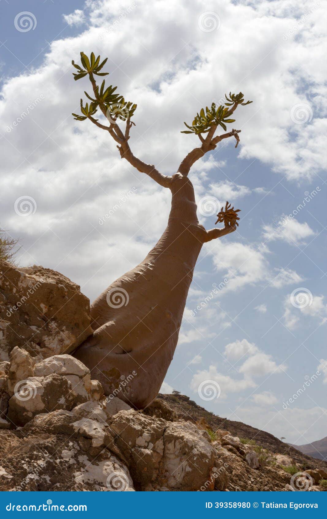 Unique Bottle Tree Socotra Island Stock Photo Image of unusual