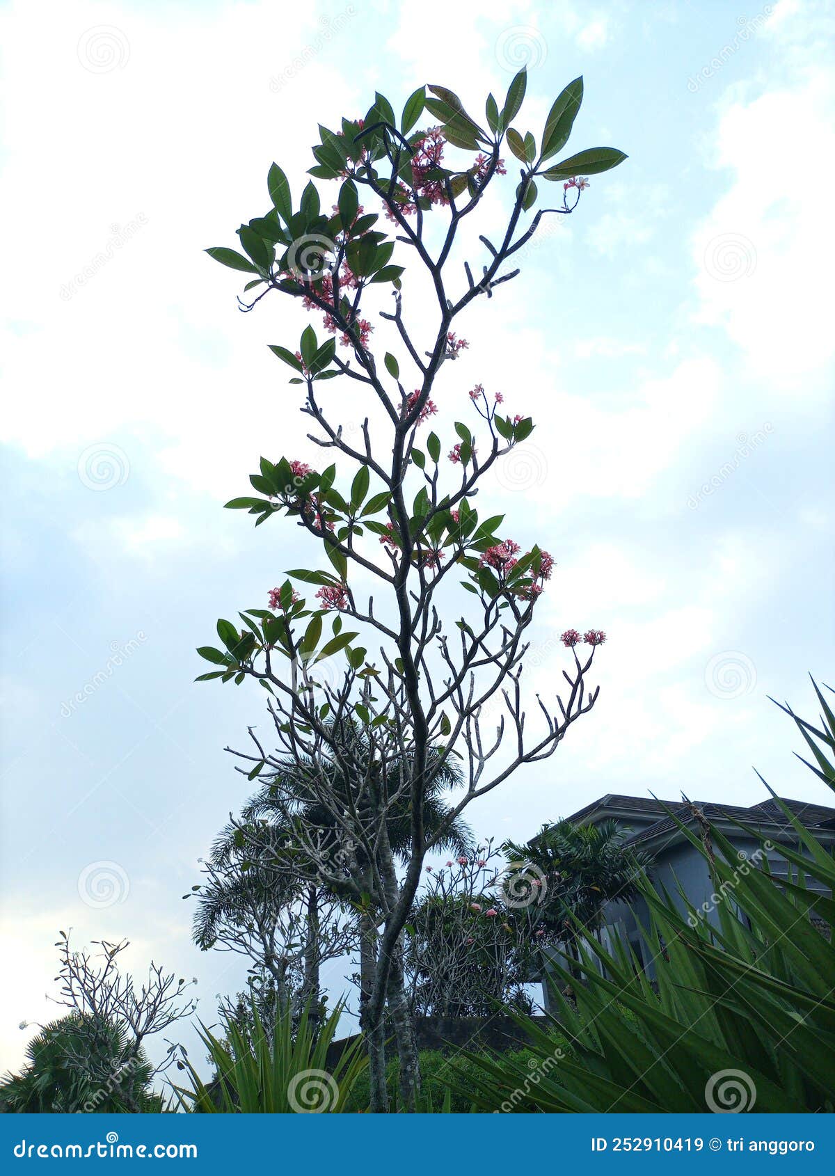 Unique Branching Frangipani Tree Stock Image Image of branch, plant