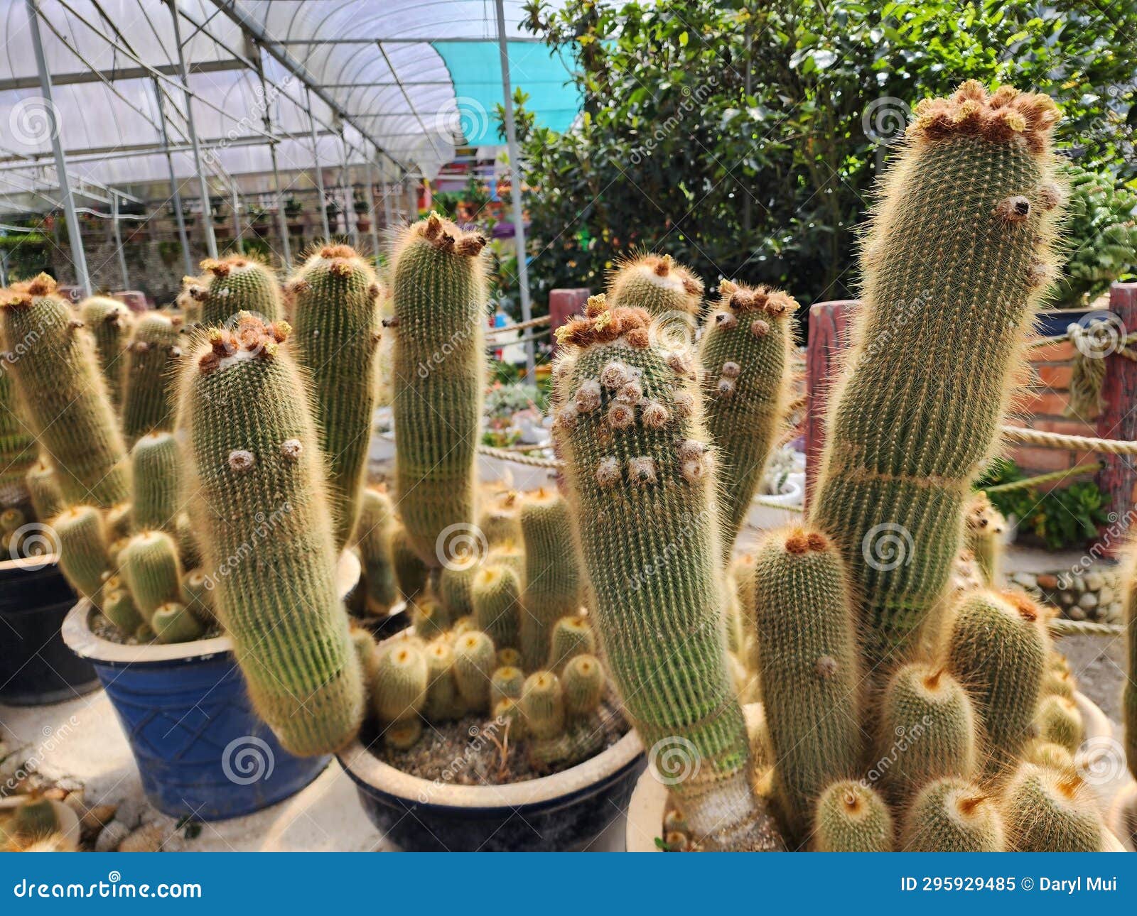 Unique Cactus Plants Which Look Like Faces Stock Image Image of like